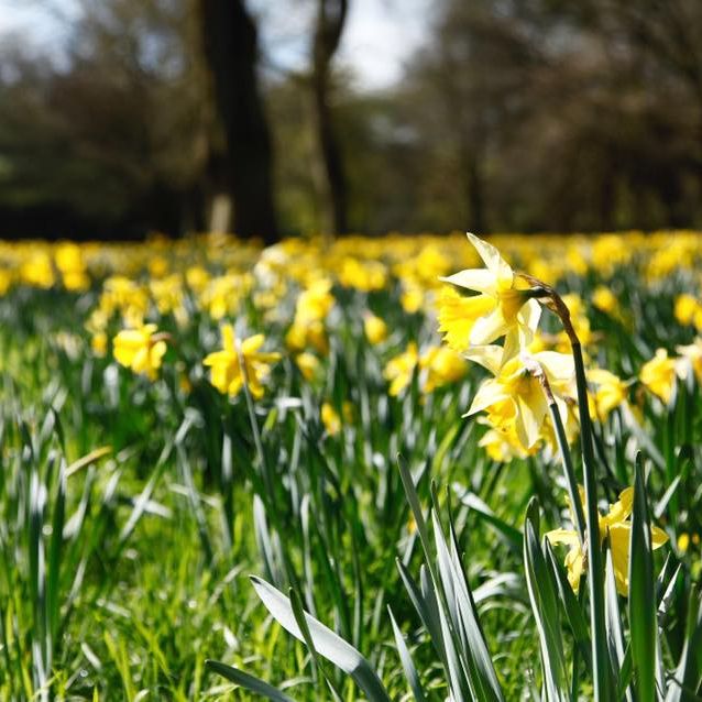 Field of yellow daffodils in bloom with trees in the background