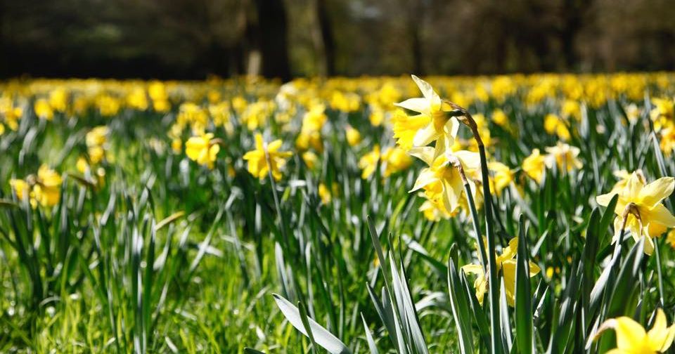 Field of yellow daffodils in bloom with trees in the background
