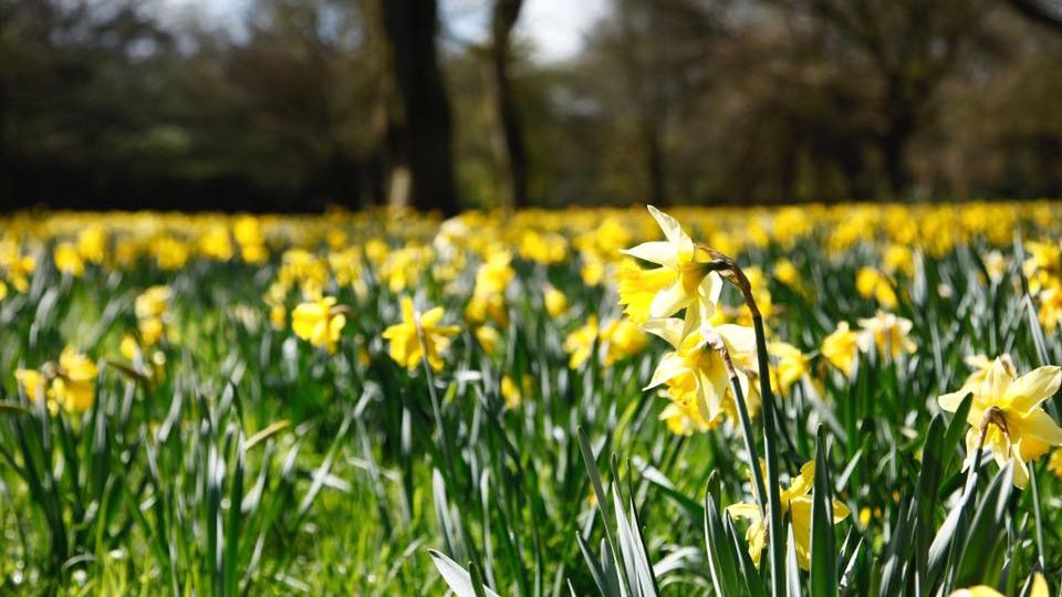 Field of yellow daffodils in bloom with trees in the background