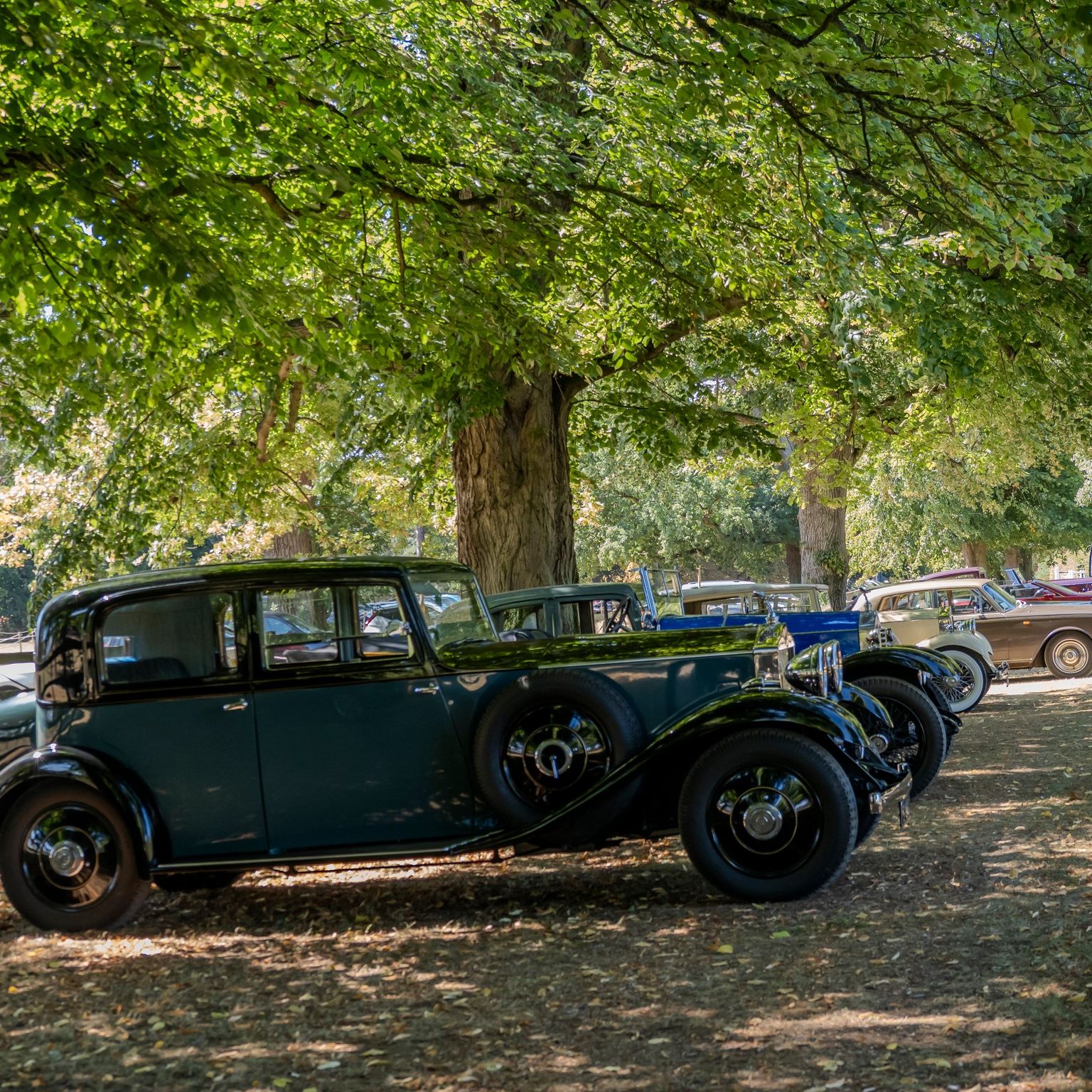 Classic vintage cars parked under large leafy trees on a sunny day.