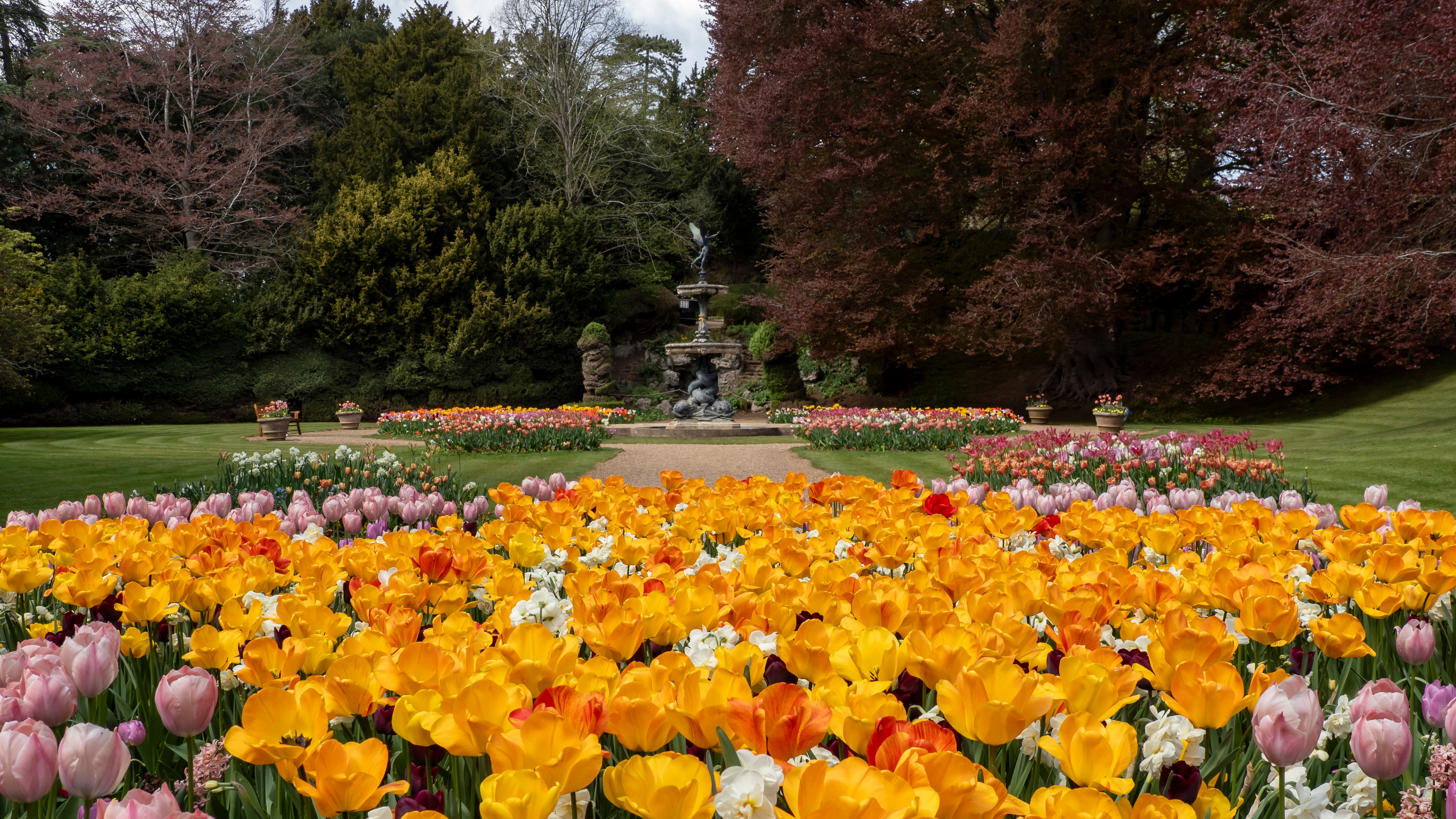 A vibrant garden filled with blooming yellow and pink tulips with a stone fountain in the background.