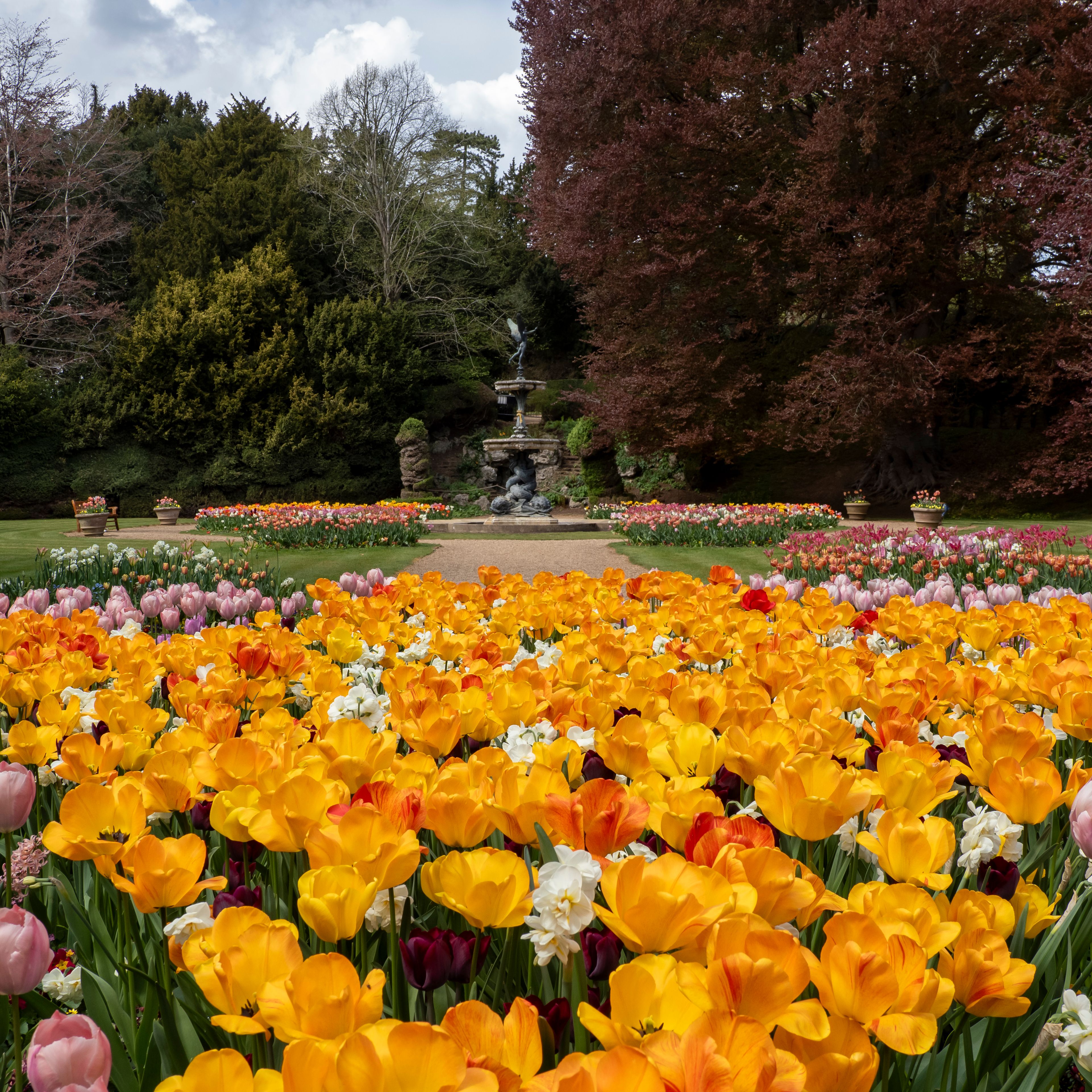 A vibrant garden filled with blooming yellow and pink tulips with a stone fountain in the background.