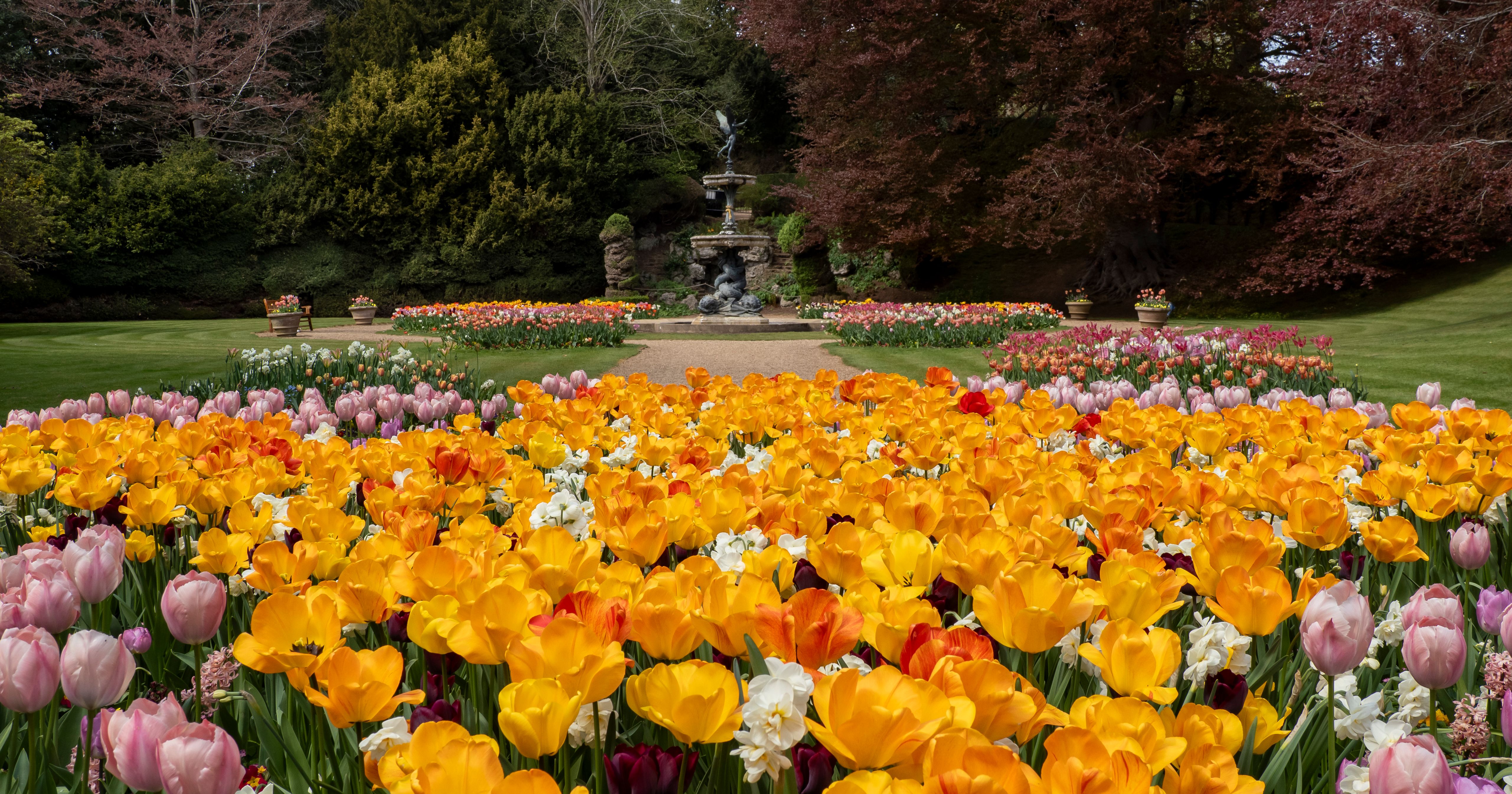 A vibrant garden filled with blooming yellow and pink tulips with a stone fountain in the background.