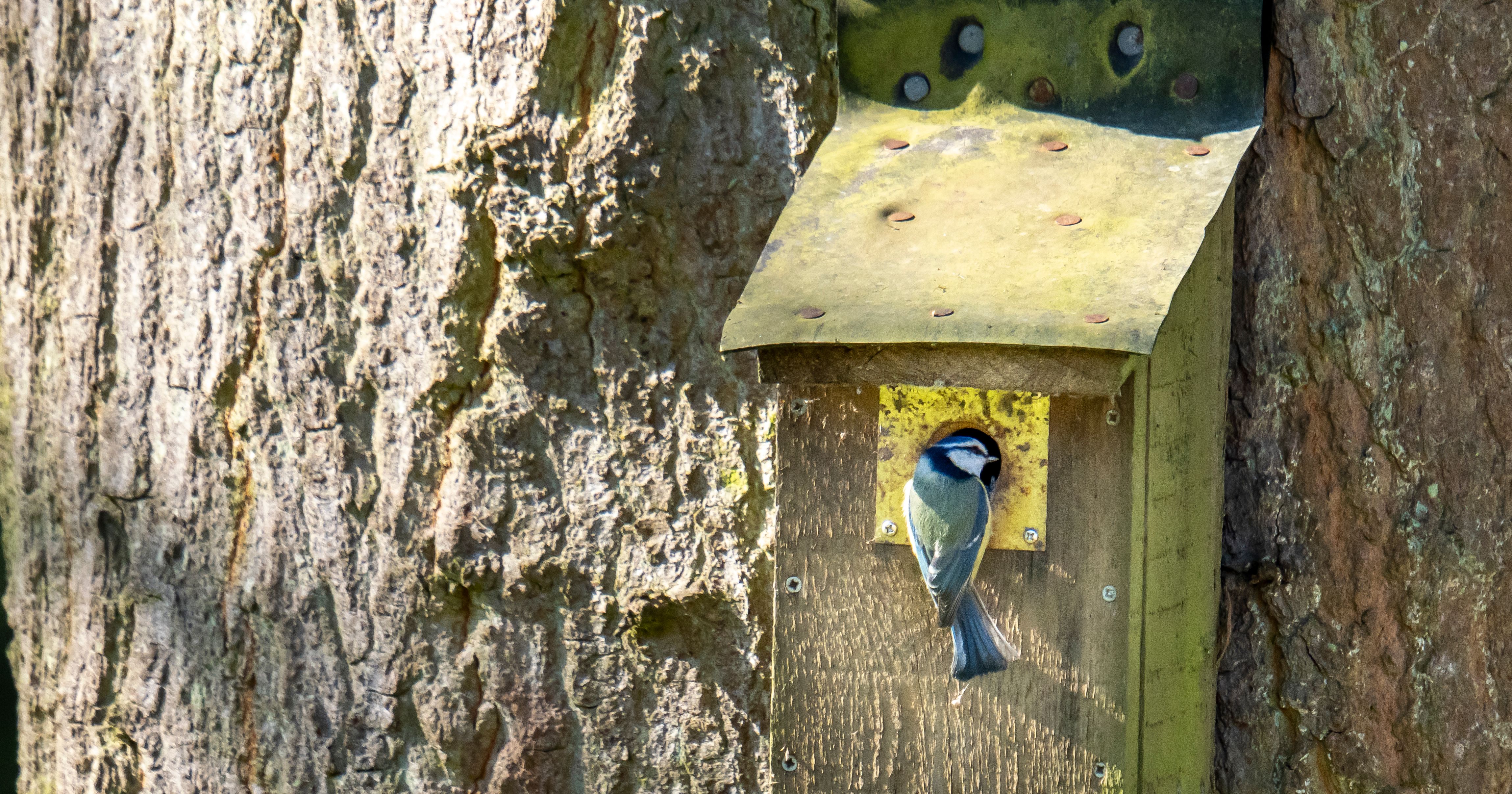 A small bird perched at the entrance of a wooden birdhouse mounted on a tree trunk.