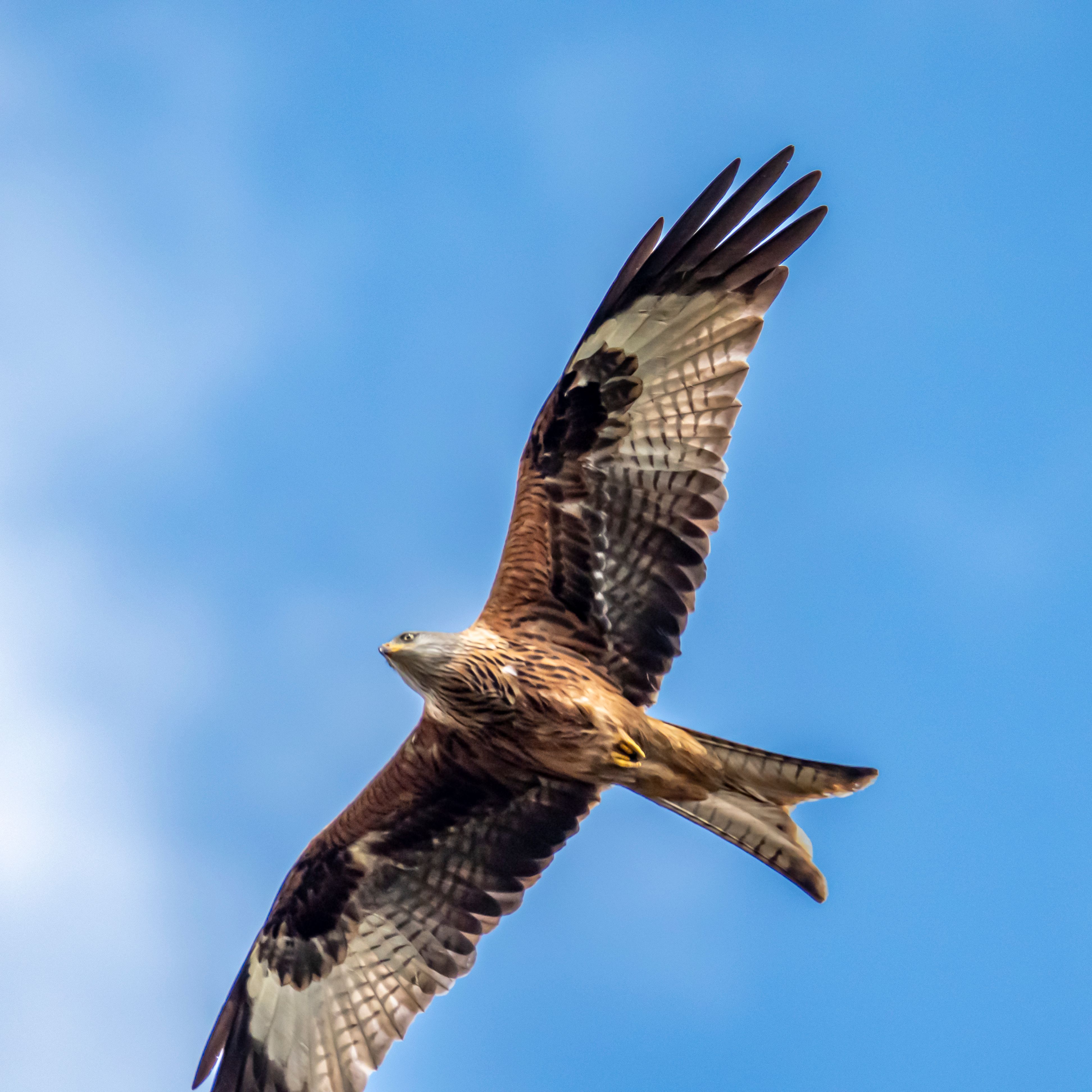 A bird of prey with brown and white feathers soaring in the blue sky