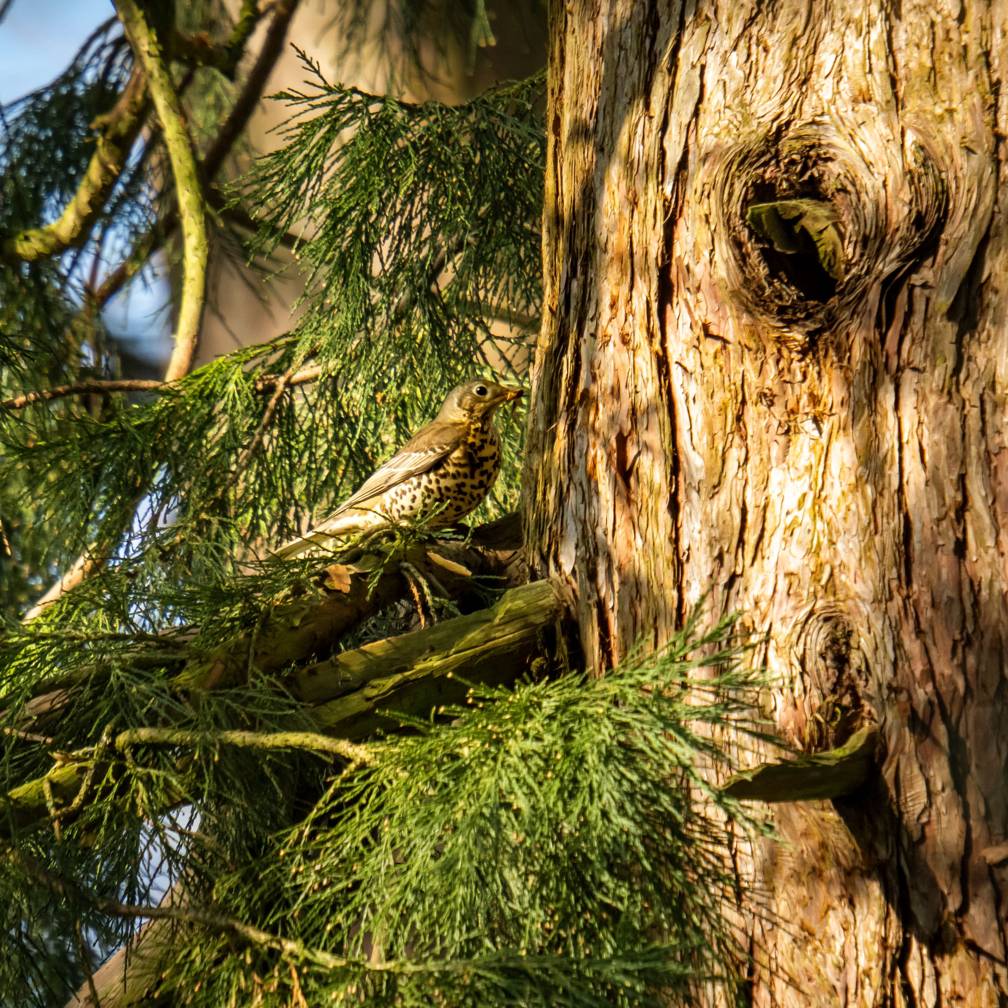 A bird with spotted chest perched on a branch next to the trunk of a large tree.