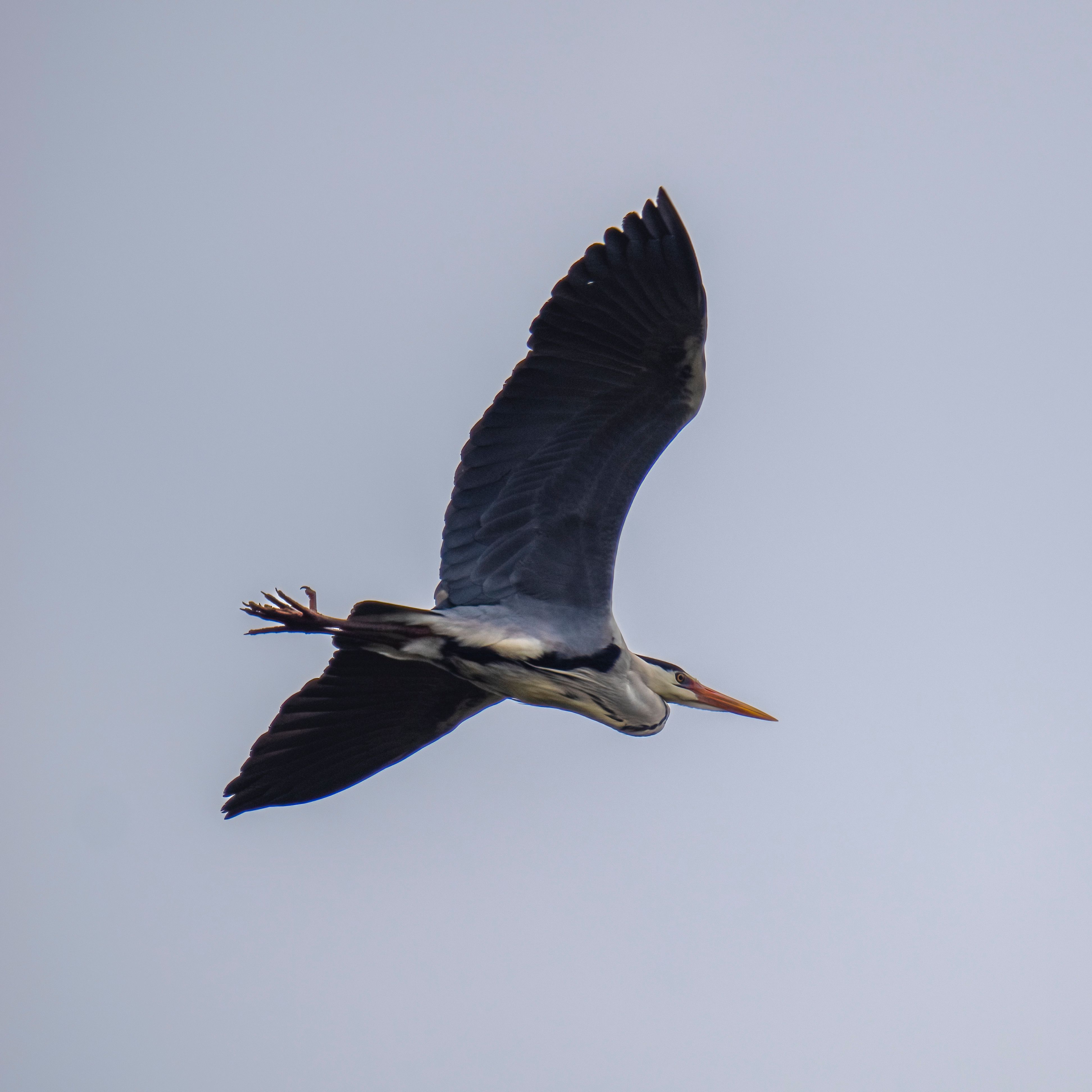 A large bird, likely a heron, flying in the sky with its wings outstretched.