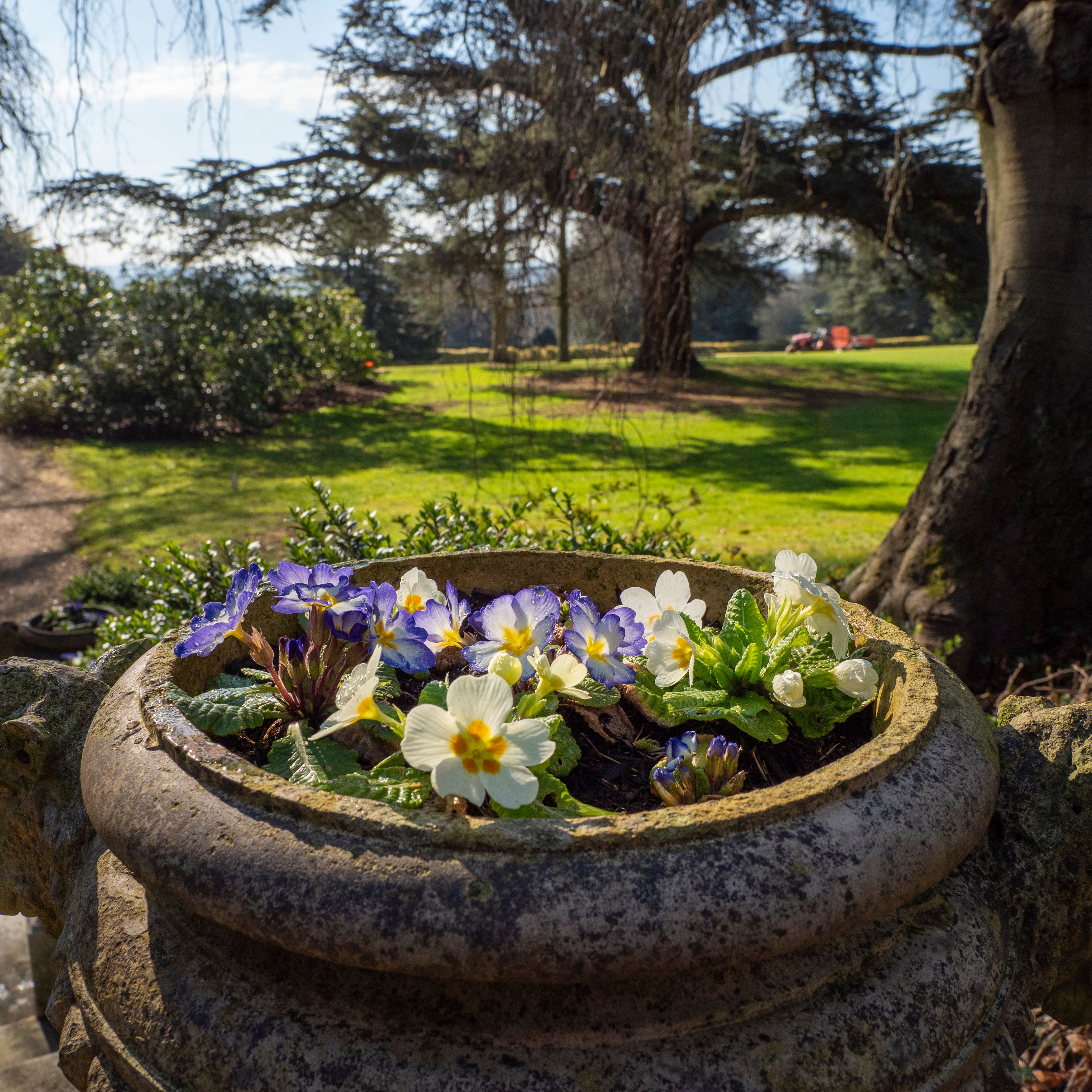 Stone planter with blooming primroses in a garden setting