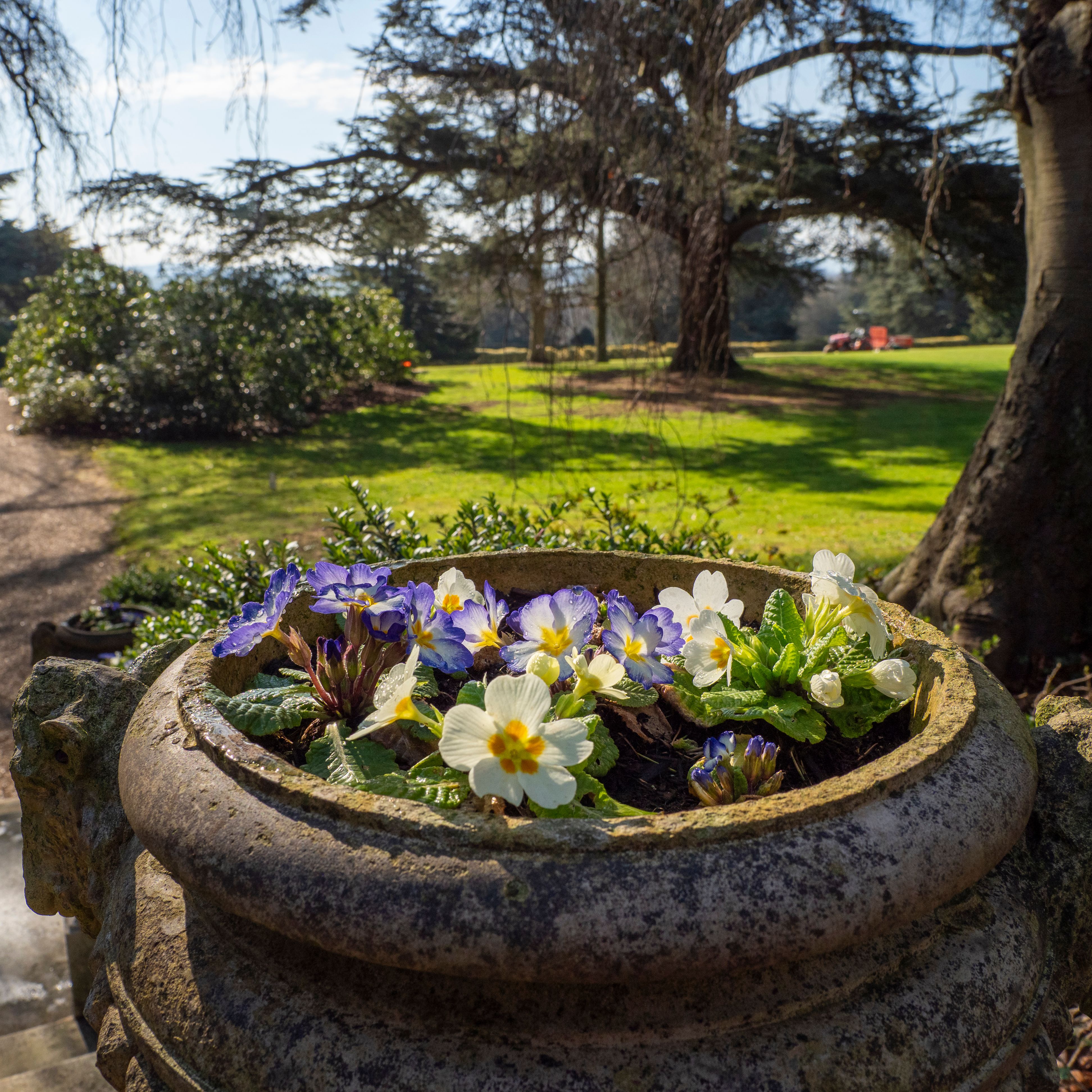 Stone planter with blooming primroses in a garden setting