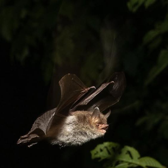 Bat flying at night with foliage in the background