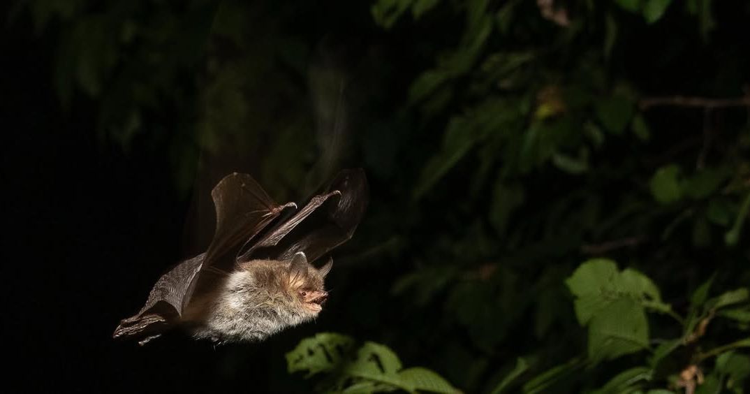 Bat flying at night with foliage in the background