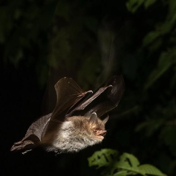 Bat flying at night with foliage in the background