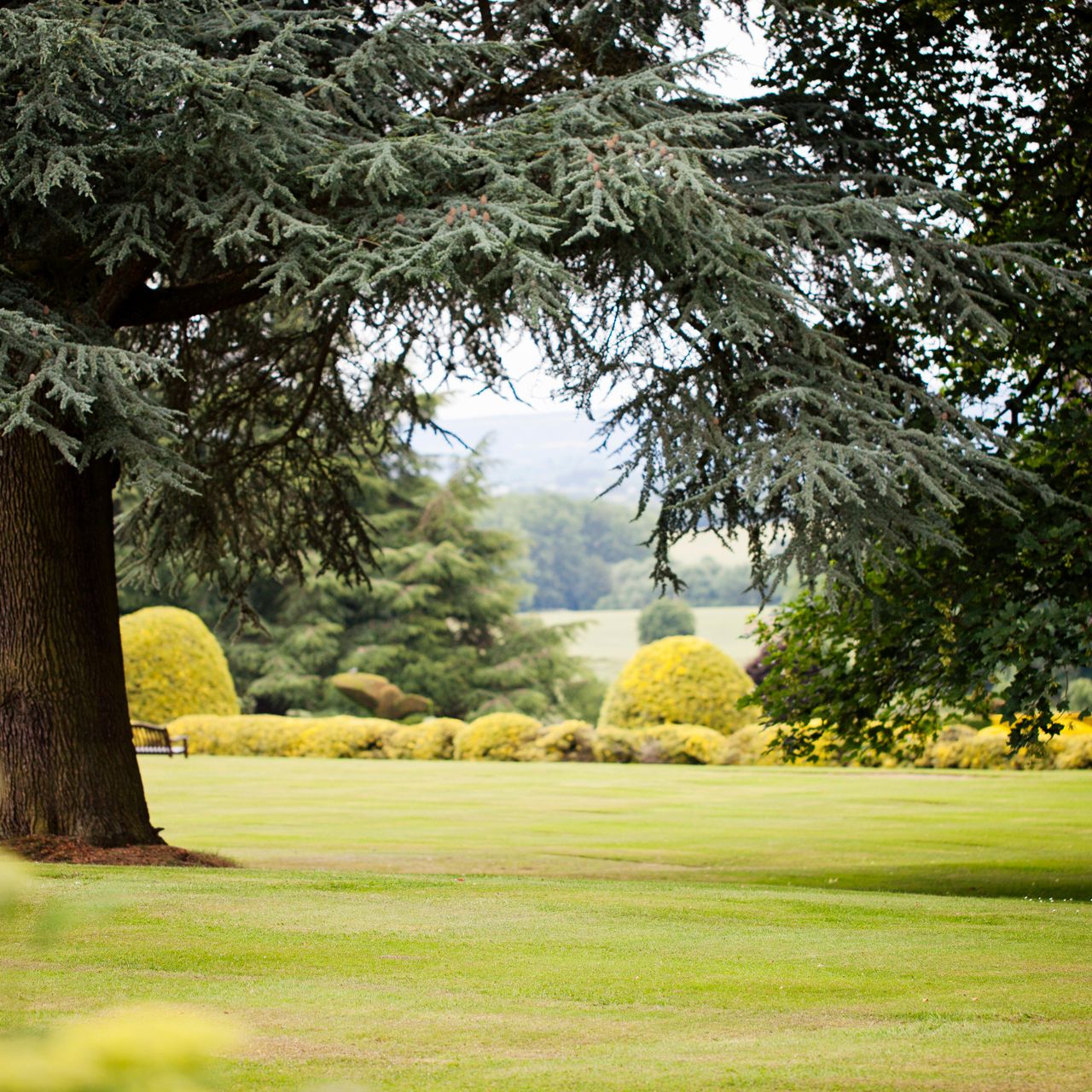 Large tree with sprawling branches in a well-manicured garden with trimmed bushes and green grass.