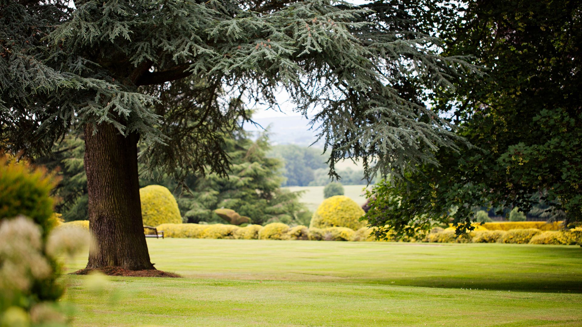 Large tree with sprawling branches in a well-manicured garden with trimmed bushes and green grass.