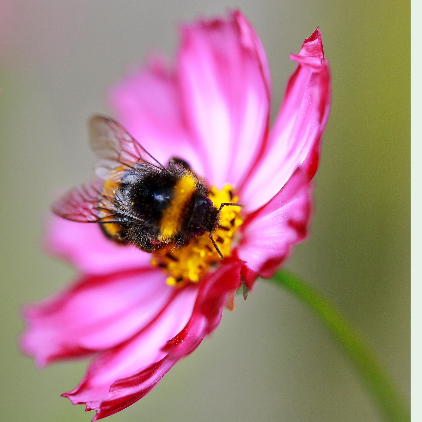 Close-up of a bumblebee feeding on a pink flower with yellow centre