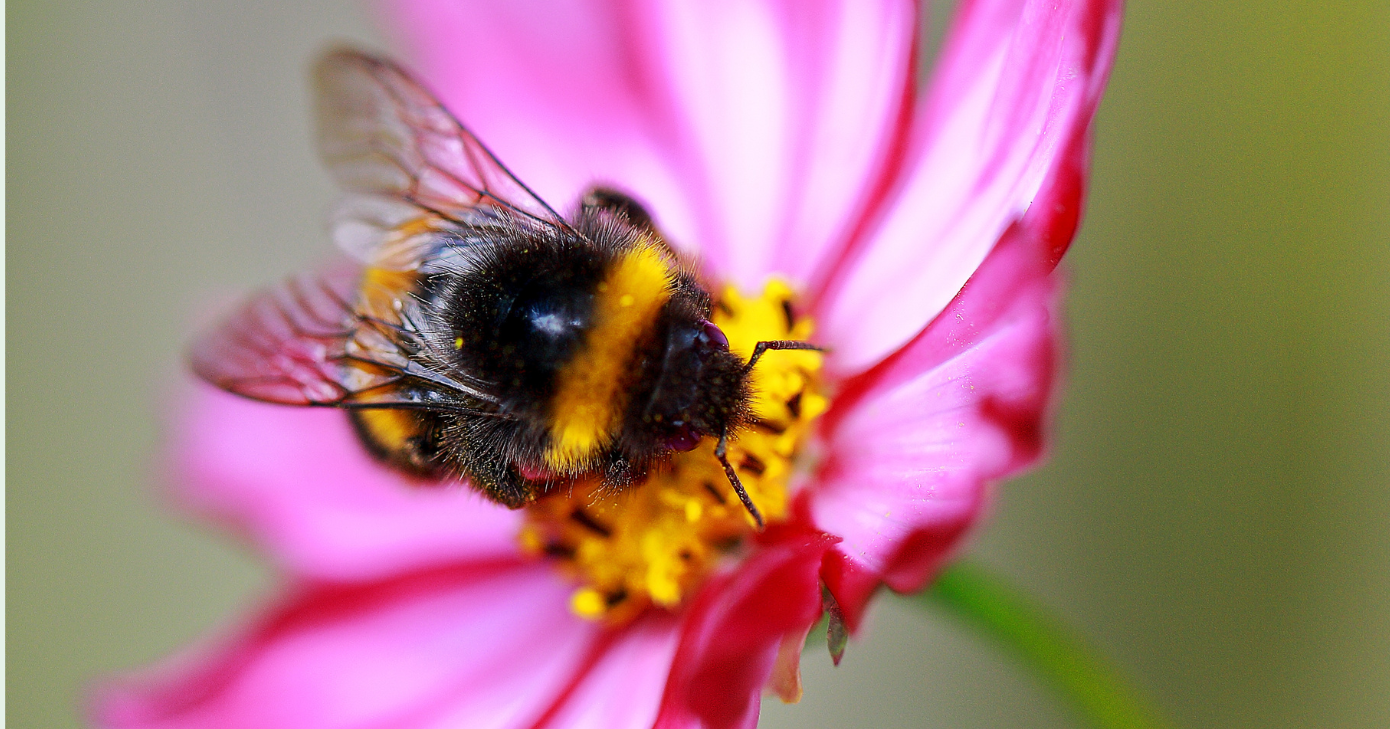 Close-up of a bumblebee feeding on a pink flower with yellow centre