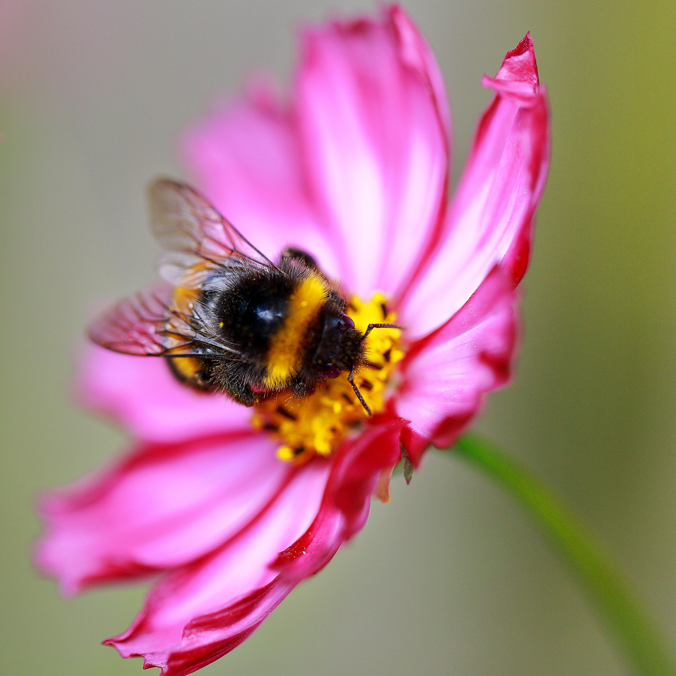 Close-up of a bumblebee feeding on a pink flower with yellow centre