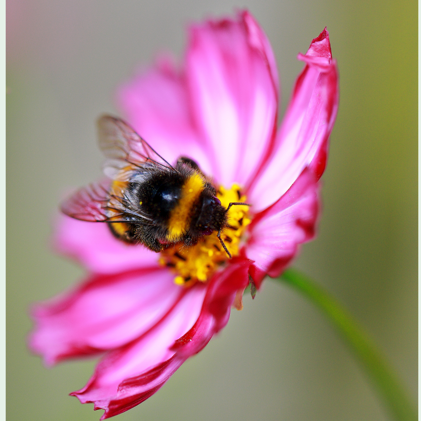 Close-up of a bumblebee feeding on a pink flower with yellow centre