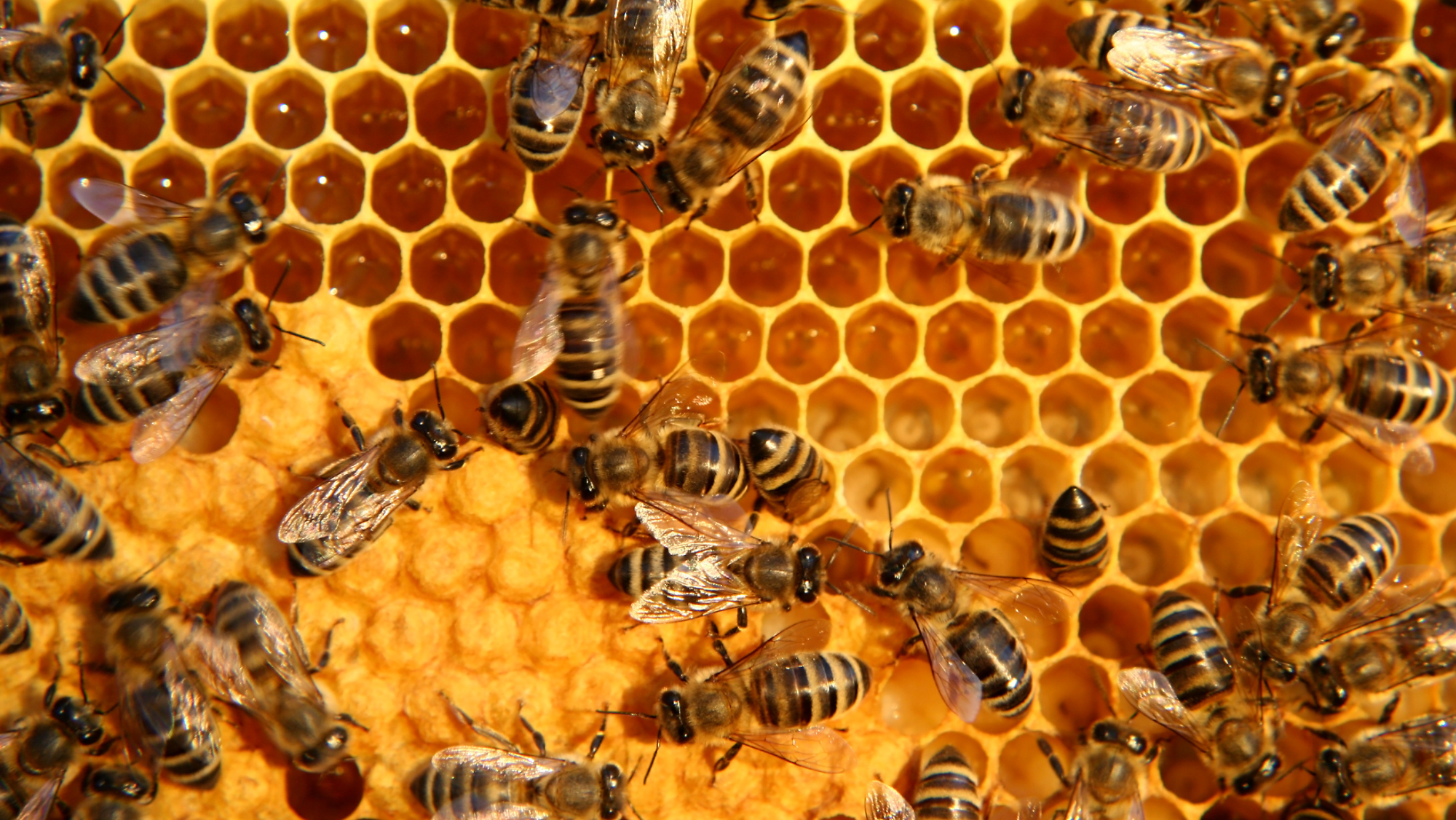 Close-up of honeybees crawling over a honeycomb filled with golden honey.