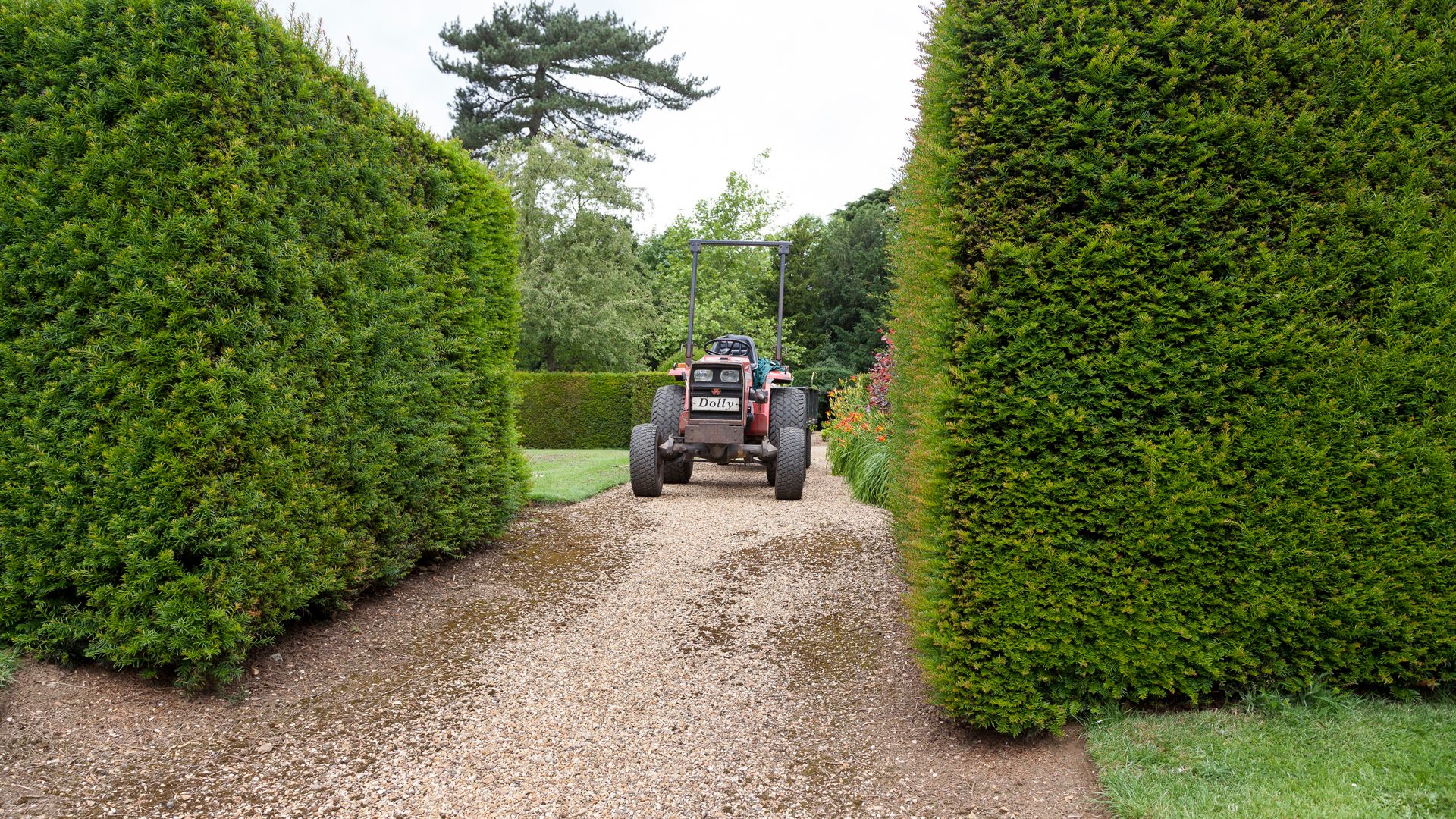 Tractor driving away on a gravel path between tall, manicured hedges in a garden.