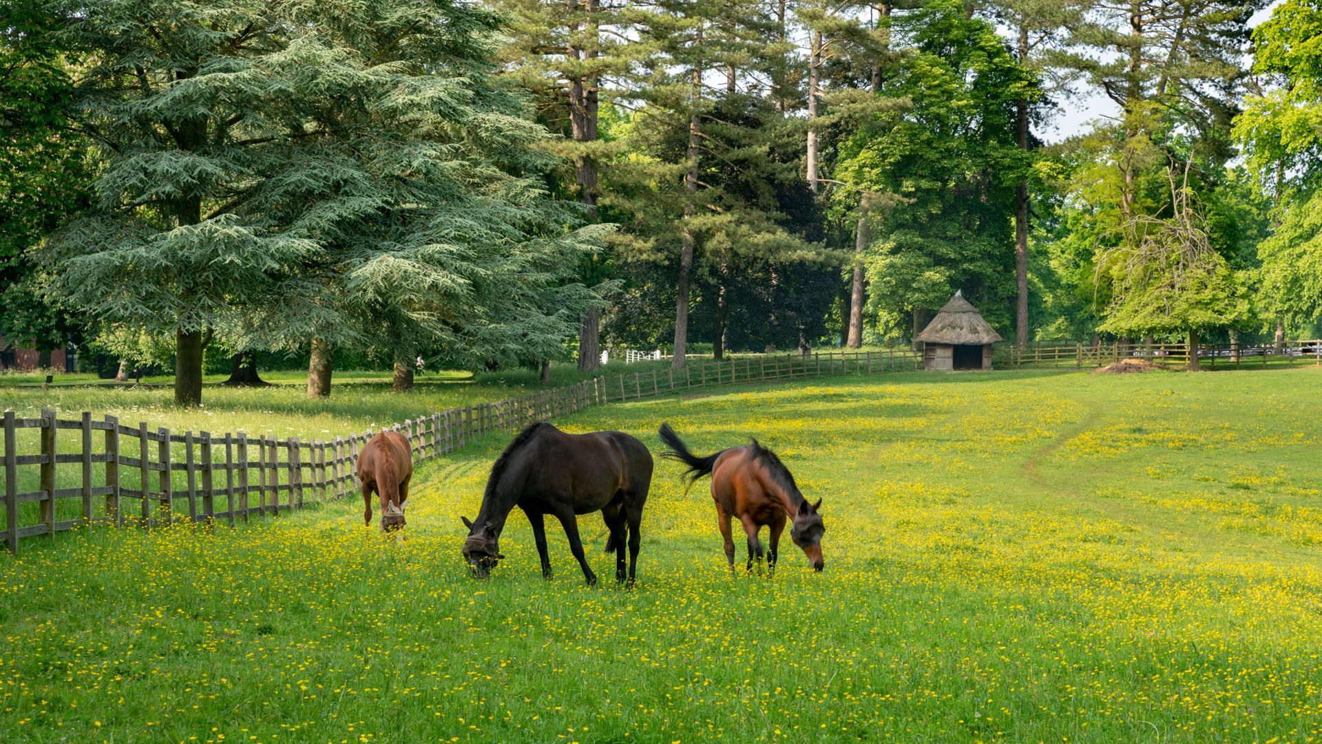 Three horses grazing in a lush green field filled with yellow wildflowers and surrounded by tall trees and a wooden fence.