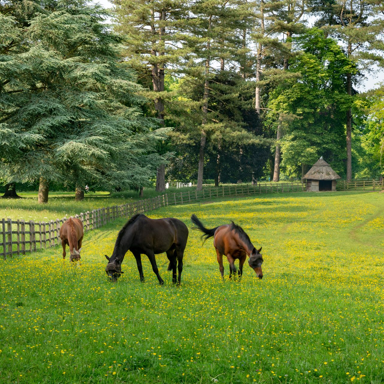 Three horses grazing in a lush green field filled with yellow wildflowers and surrounded by tall trees and a wooden fence.