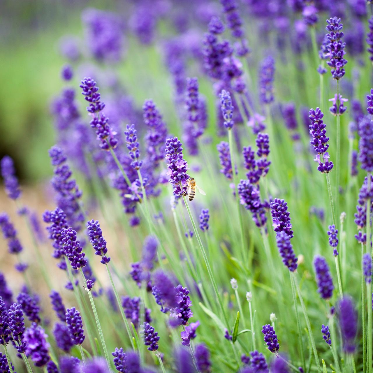 Bee pollinating lavender flowers in a field