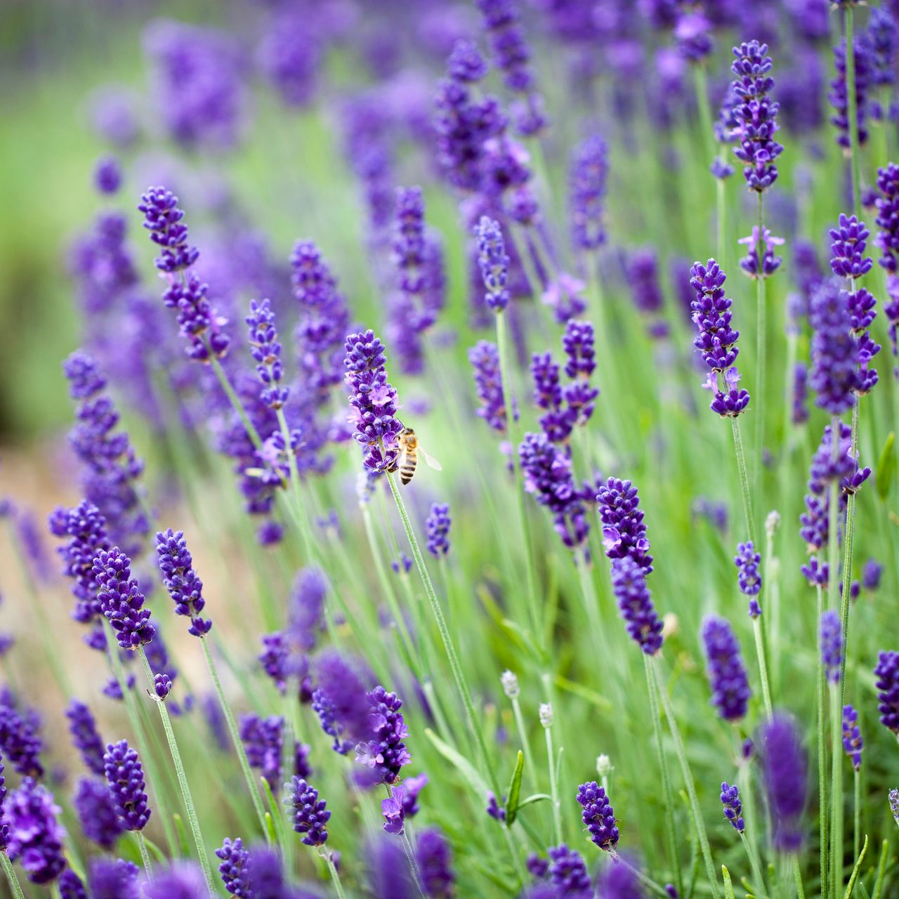 Bee pollinating lavender flowers in a field