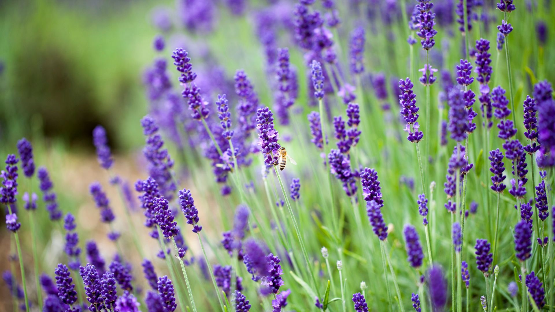 Bee pollinating lavender flowers in a field