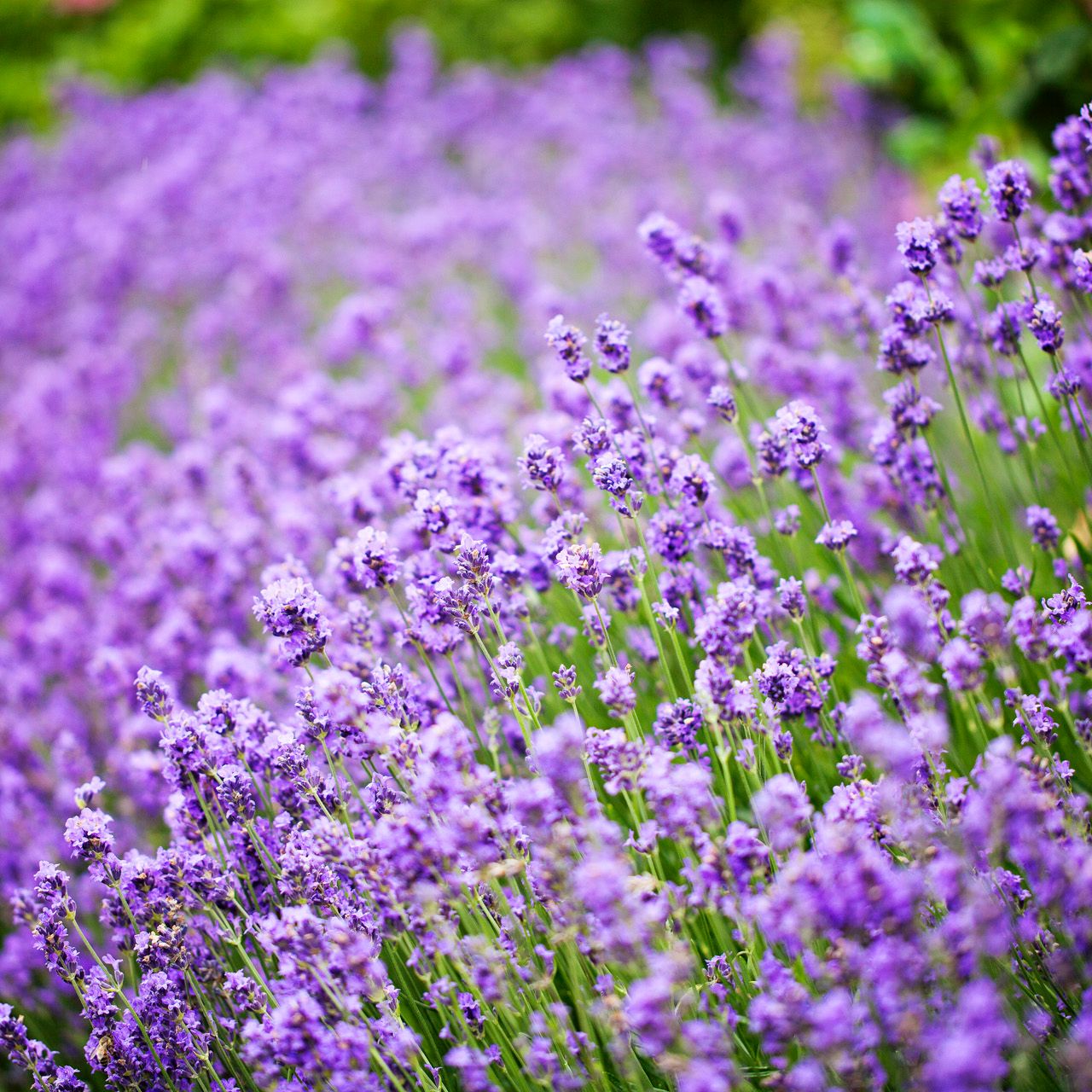 Field of blooming lavender flowers