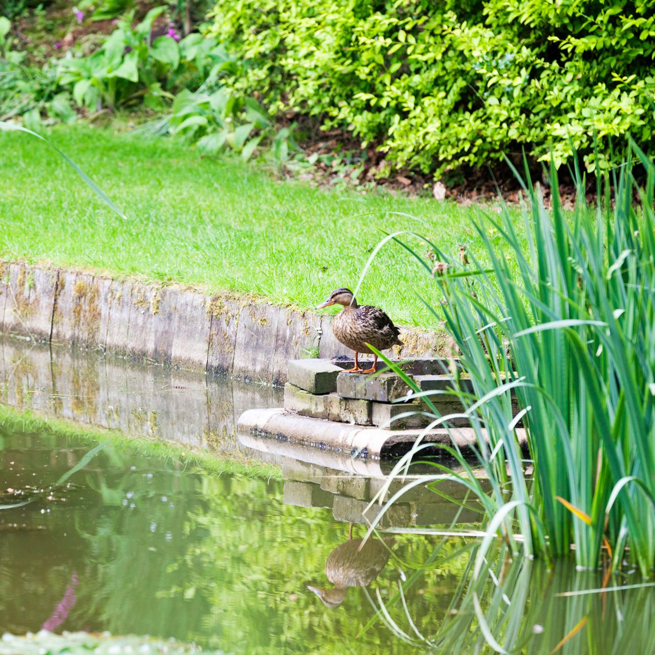 A duck standing by the edge of a pond surrounded by green plants and grass.
