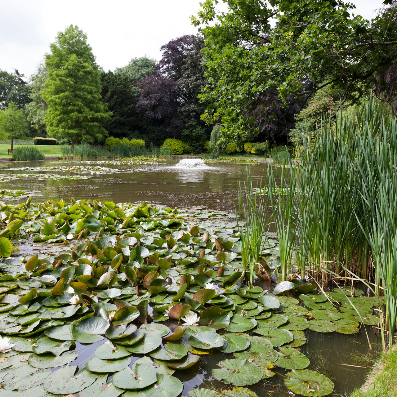 Pond with lily pads, tall reeds, and surrounding green trees in a park setting