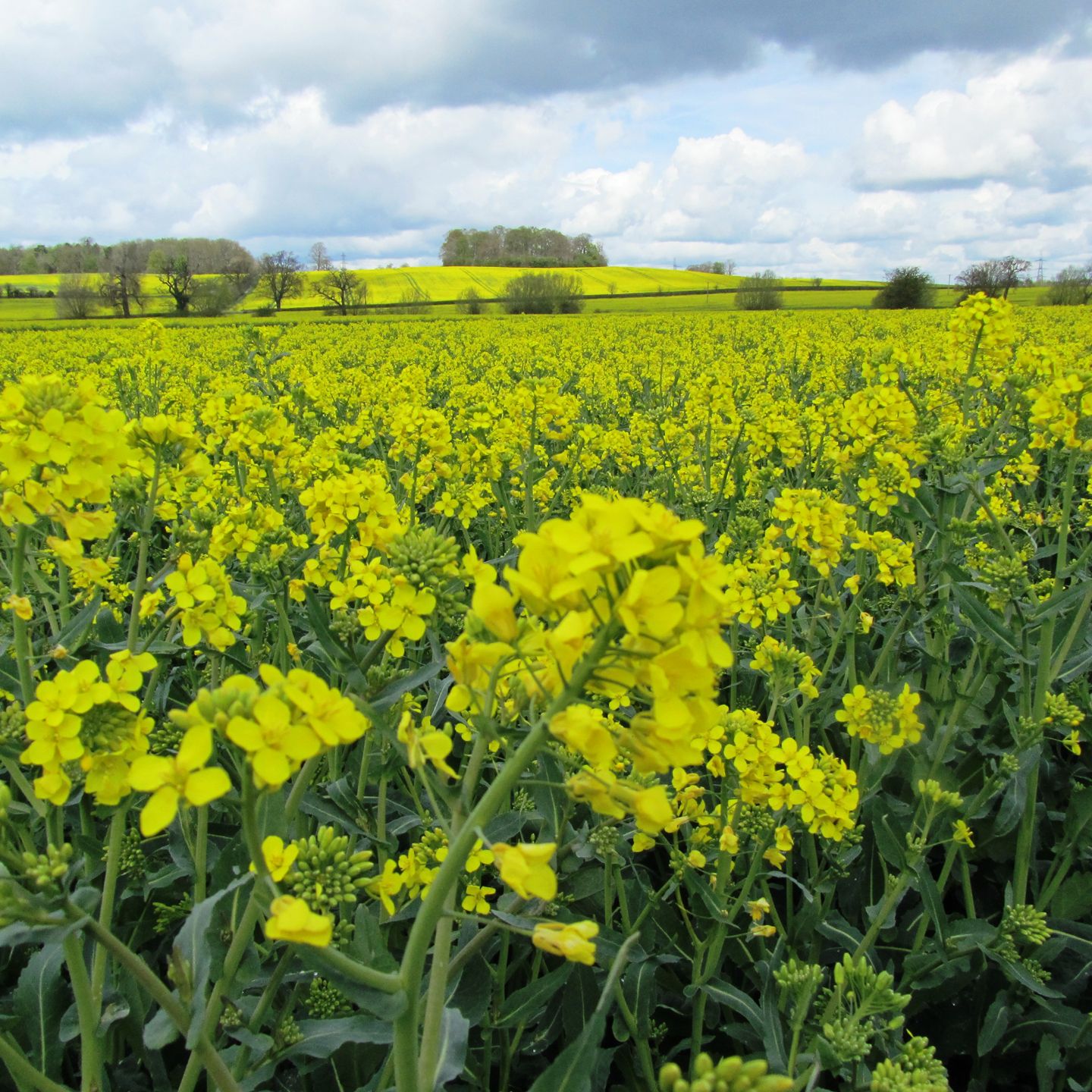 A field of bright yellow rapeseed flowers under a partly cloudy sky.