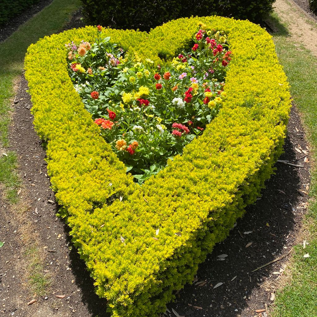 Heart-shaped hedge with colorful flowers inside