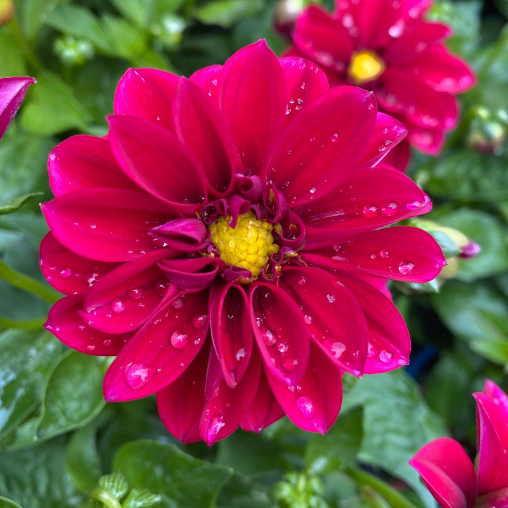 Bright pink dahlia flower with water droplets on petals.