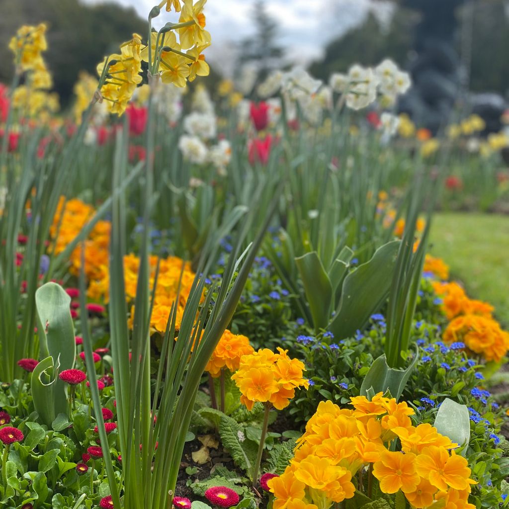 Colorful flower bed with yellow, orange, red, and white flowers in a garden