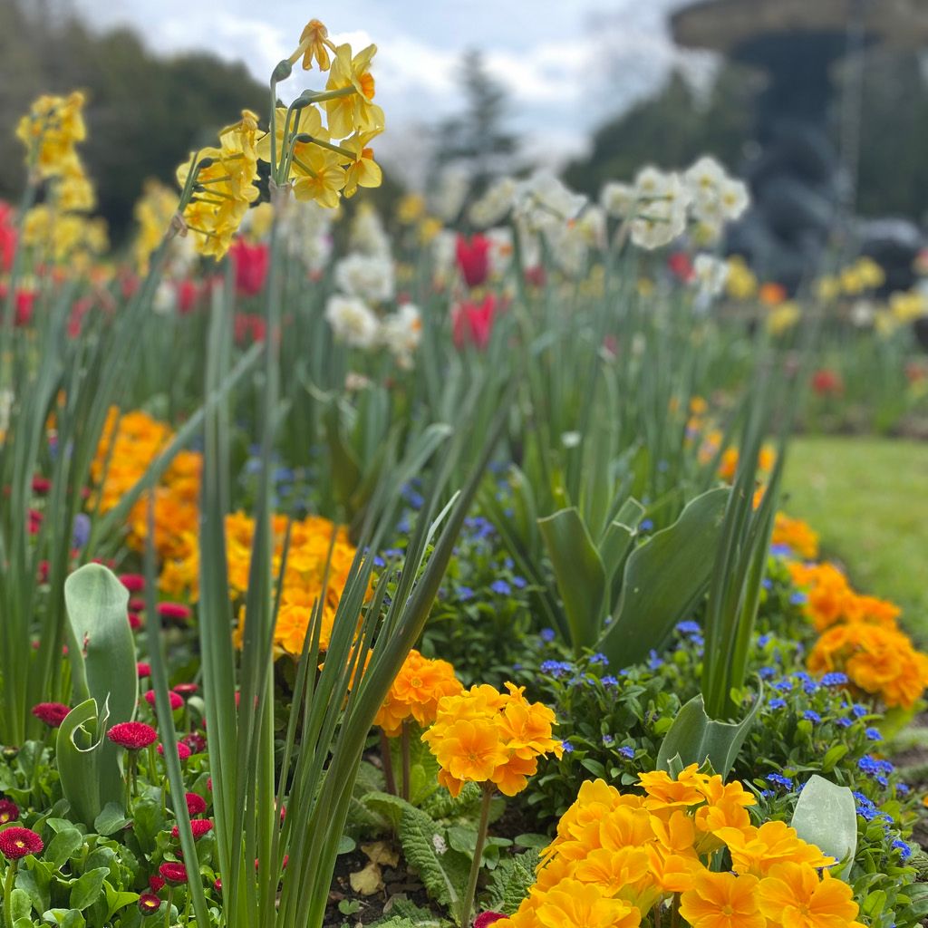 Colorful flower bed with yellow, orange, red, and white flowers in a garden