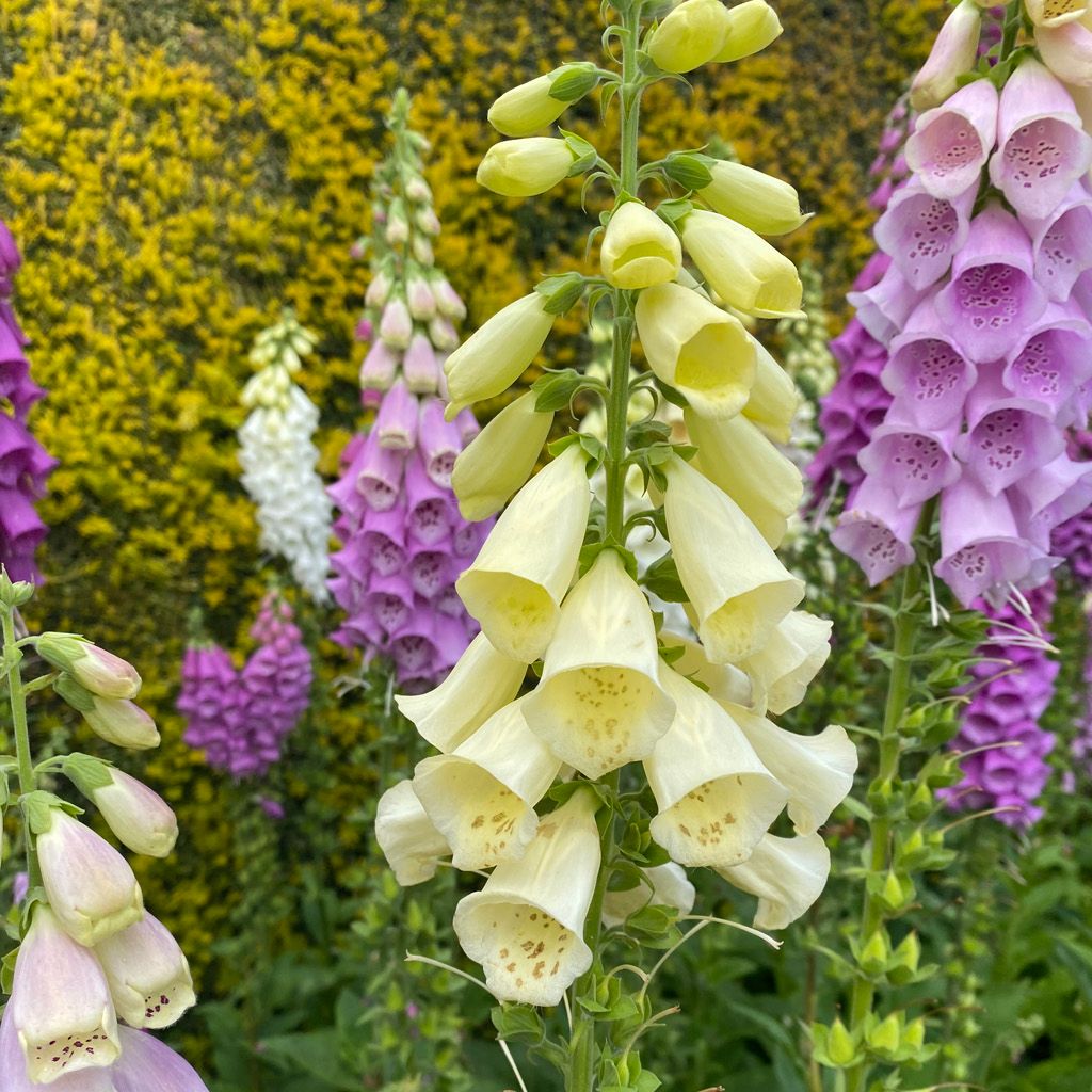 Clusters of white, purple, and pink foxglove flowers blooming in a garden.