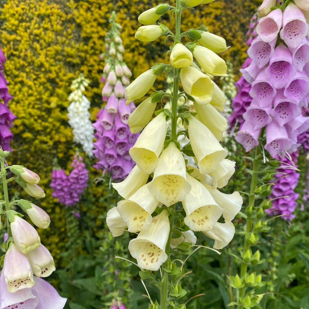 Clusters of white, purple, and pink foxglove flowers blooming in a garden.