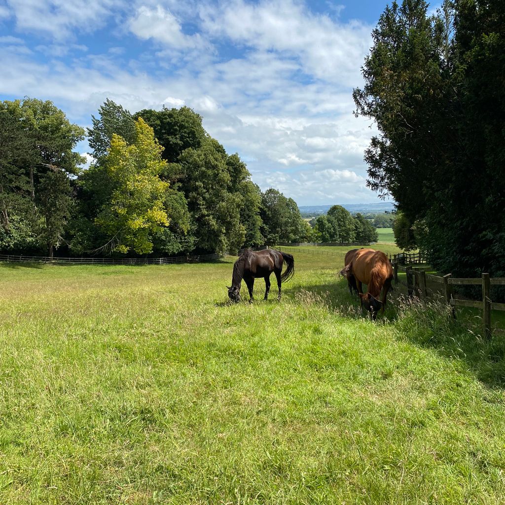 Two horses grazing in a green field surrounded by trees under a partly cloudy blue sky.