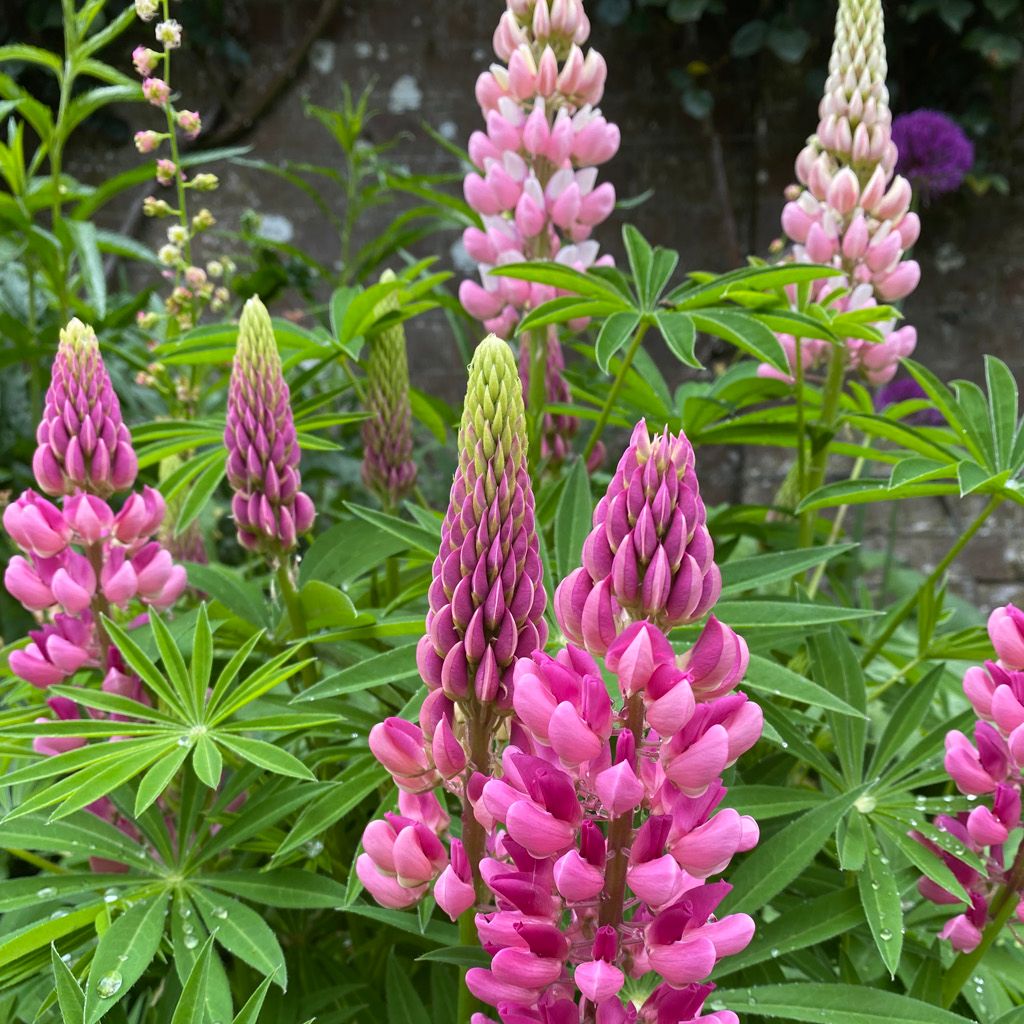 Pink and purple lupine flowers with green leaves, close up in a garden setting