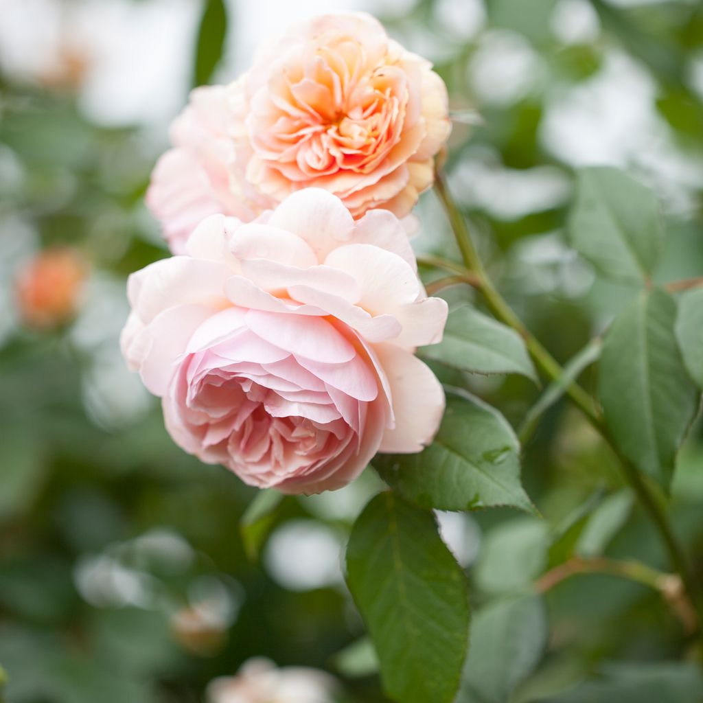 Close-up of pale pink and peach roses in bloom on a leafy green bush