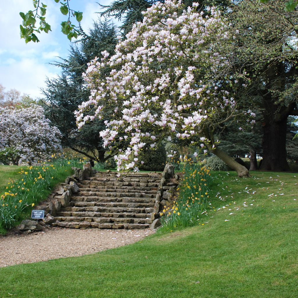 Stone steps surrounded by blooming trees and flowers in a garden