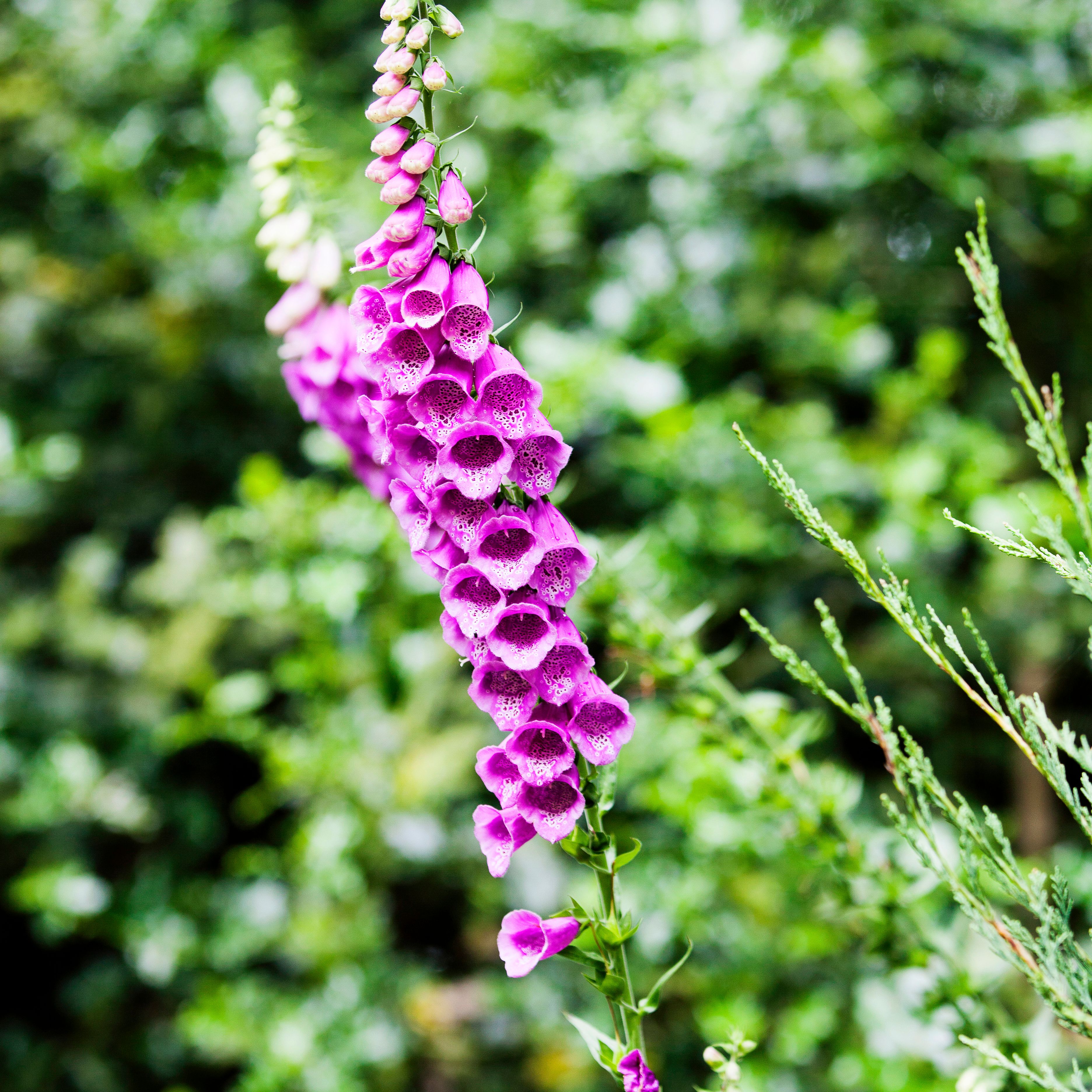 Tall spike of purple foxglove flowers in a garden