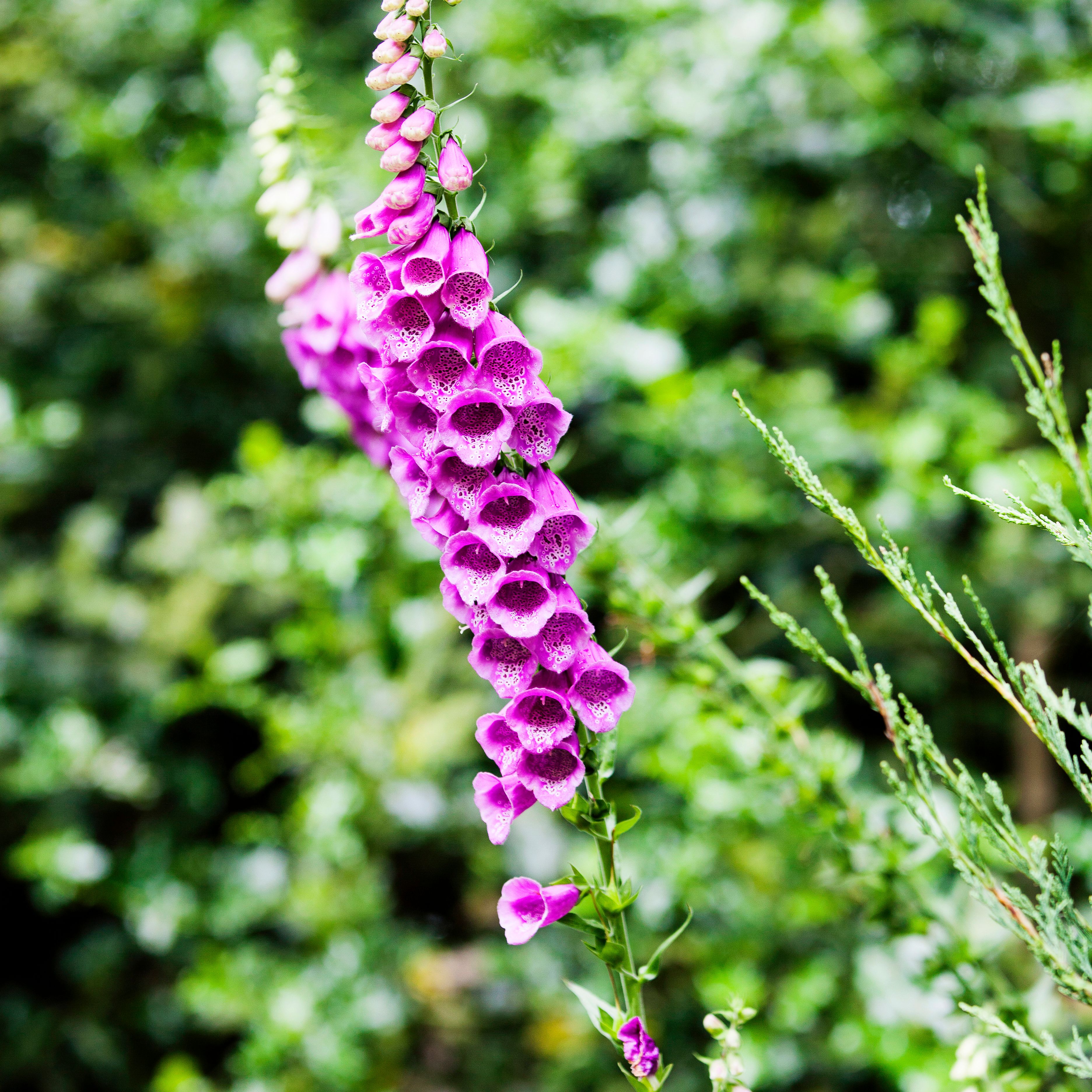 Tall spike of purple foxglove flowers in a garden