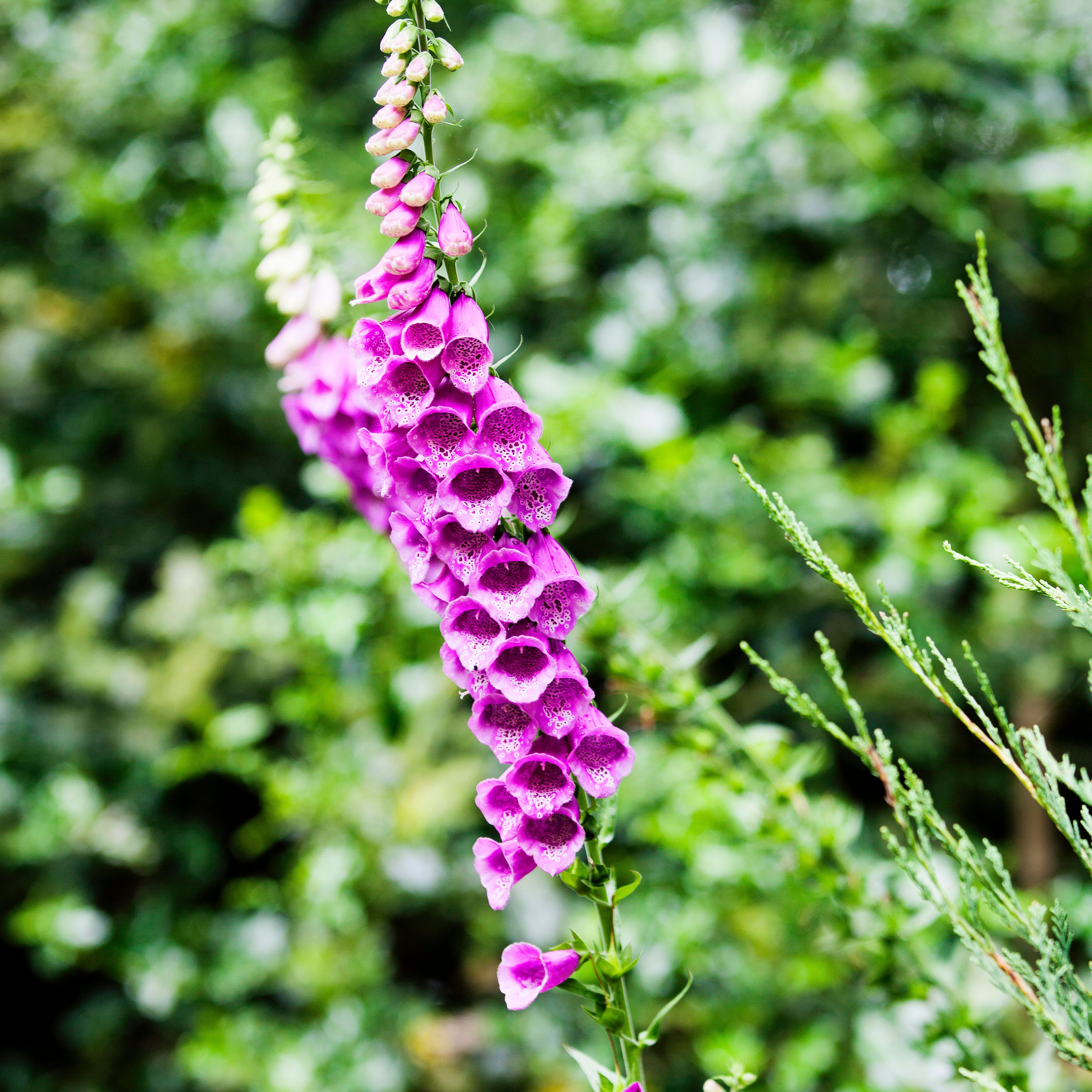 Tall spike of purple foxglove flowers in a garden