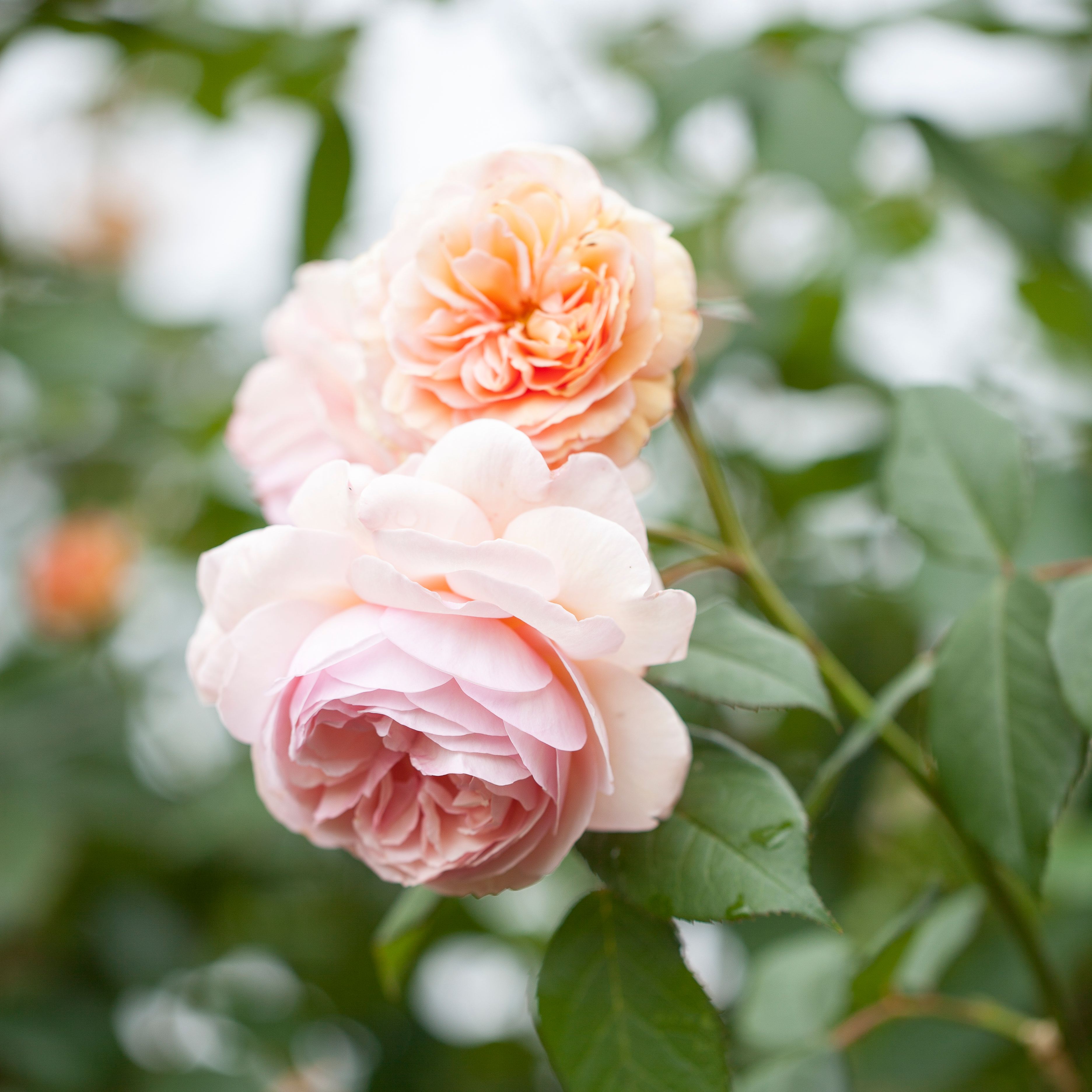 Close-up of pink and peach English roses blooming on a bush
