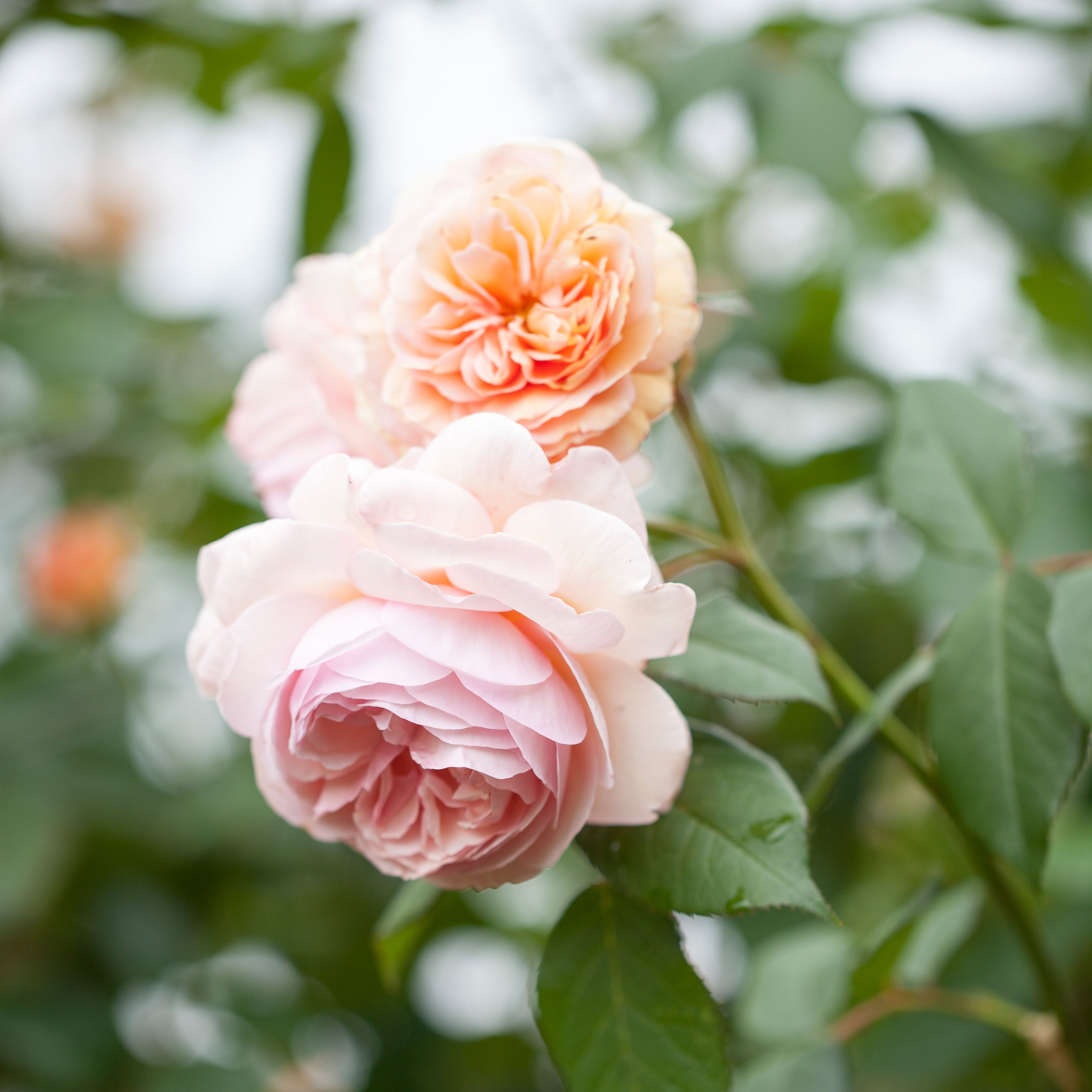 Close-up of pink and peach English roses blooming on a bush