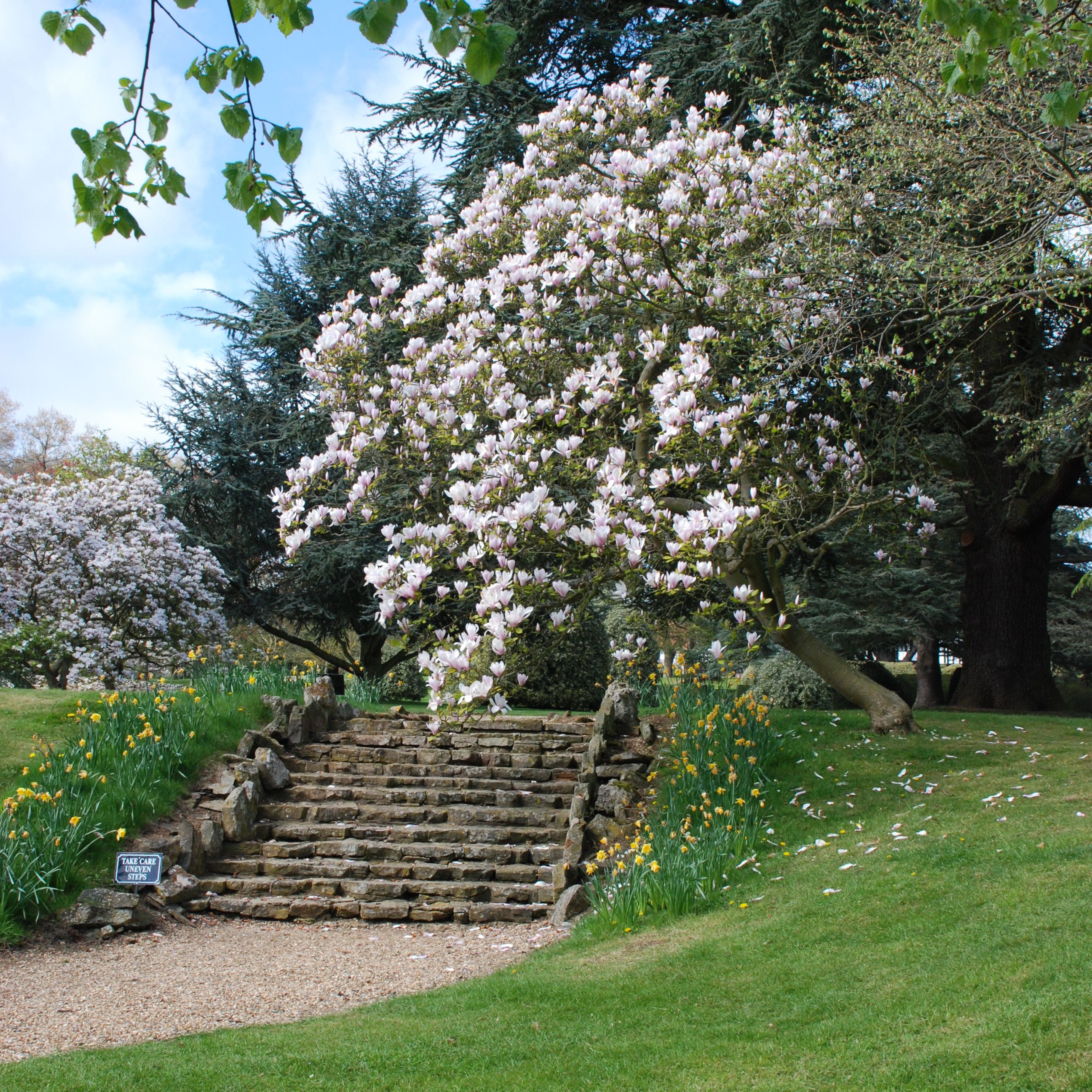Steps to Magnolia Dell