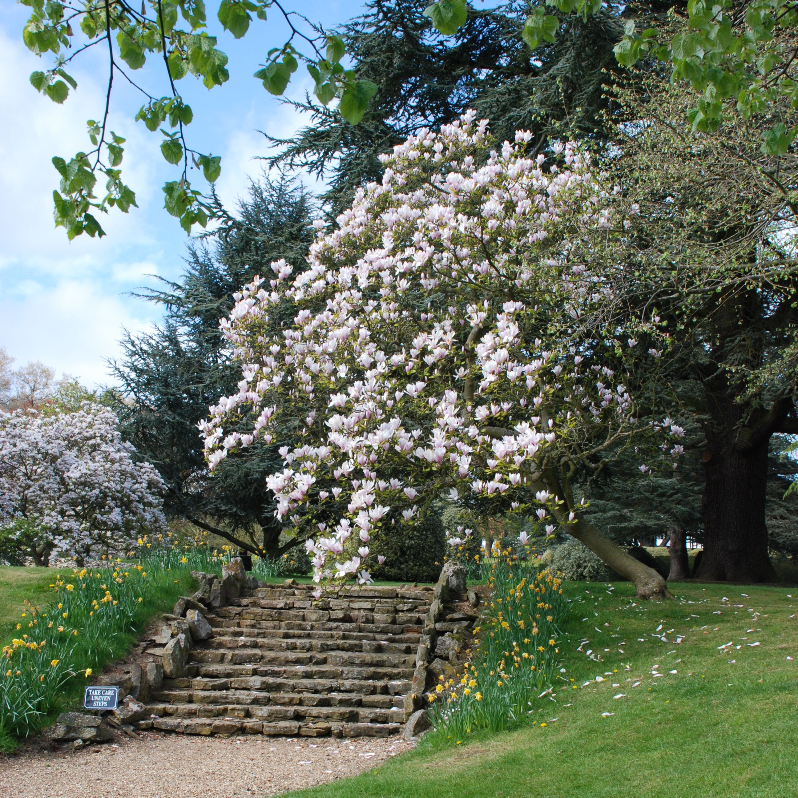Steps to Magnolia Dell